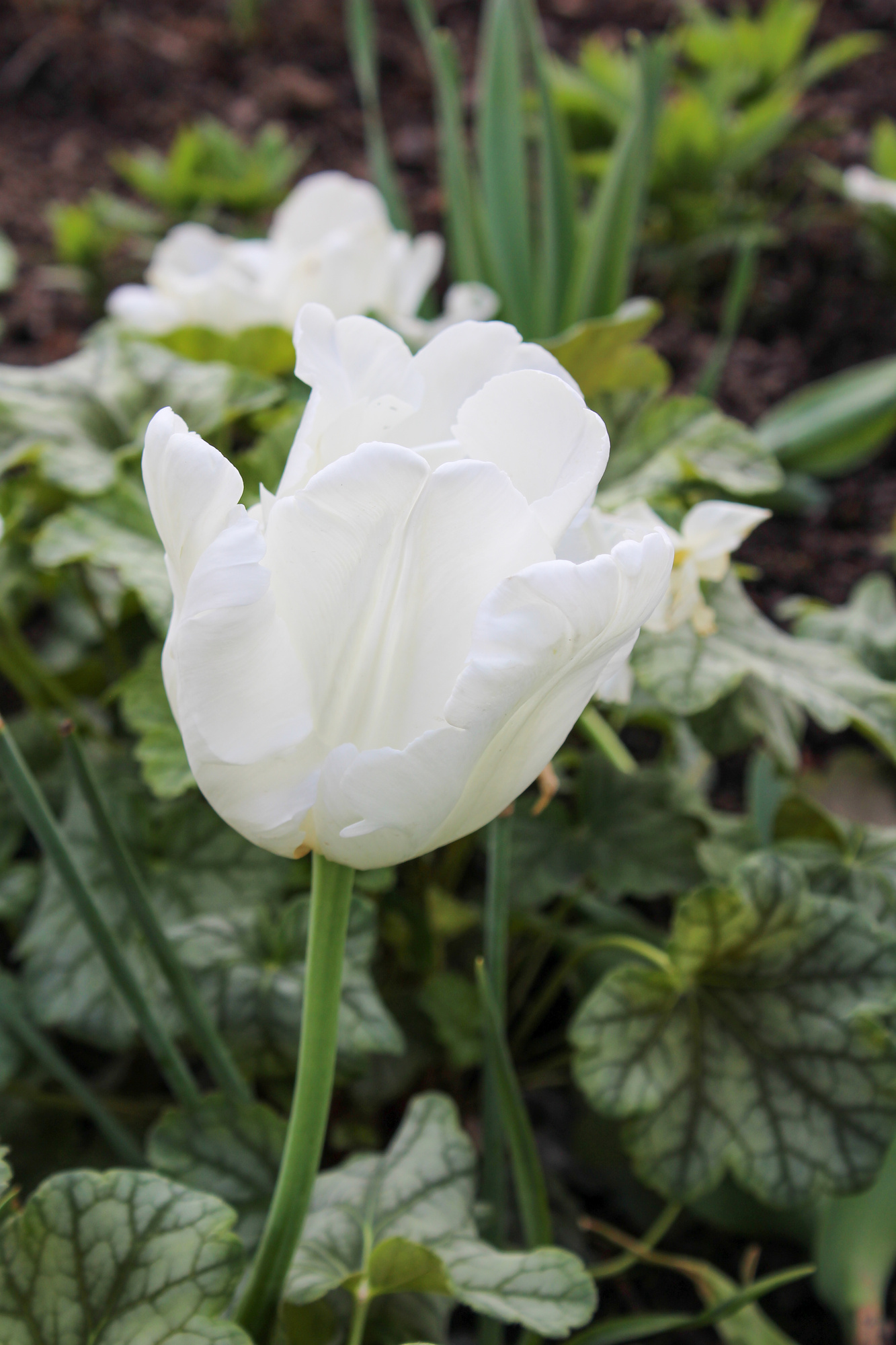 Papagei-Tulpen White Parrot