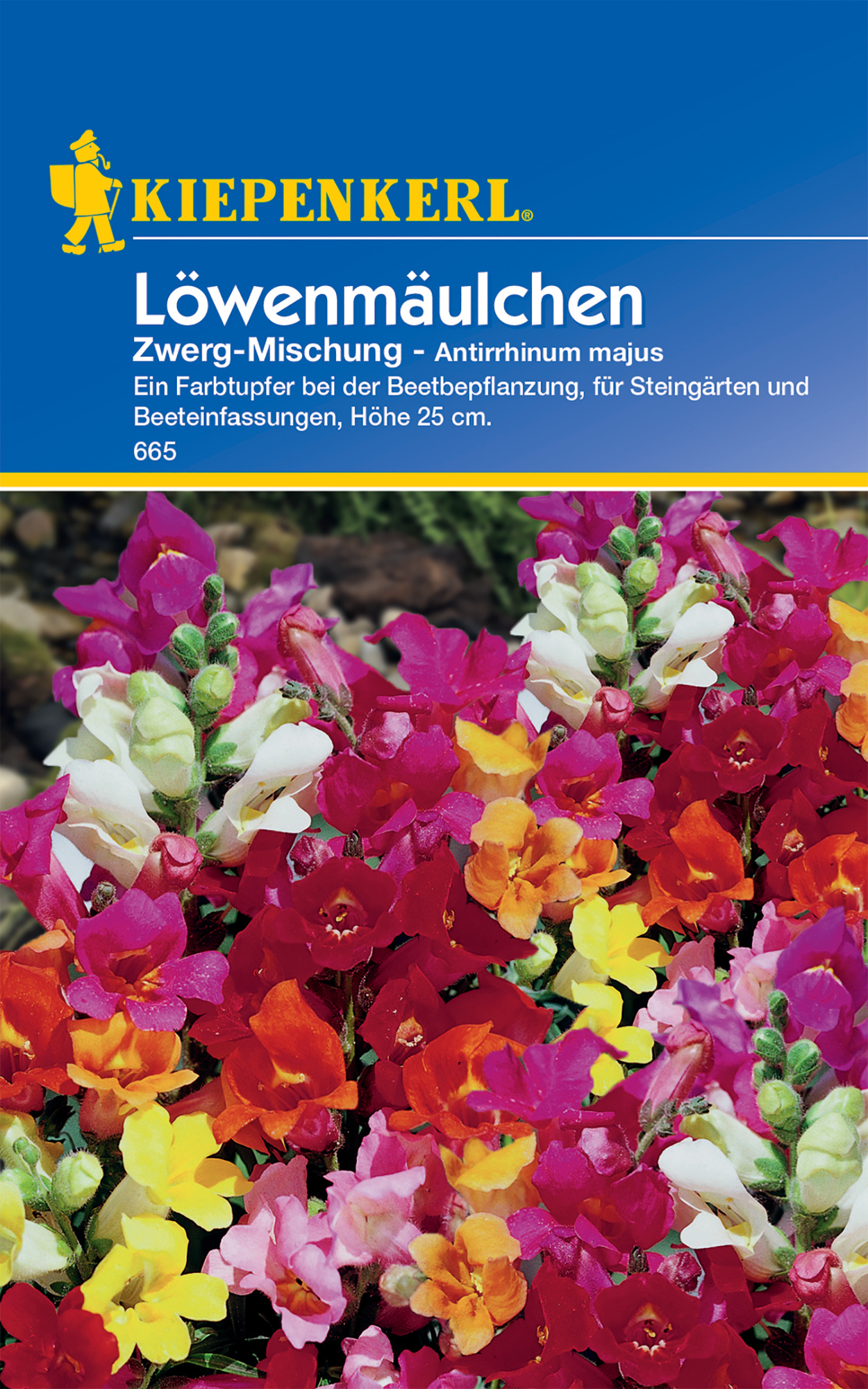 Löwenmäulchen Zwerg-Mischung