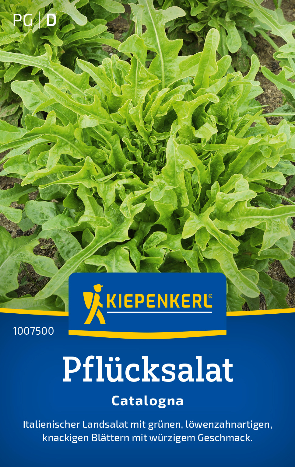 Pflücksalat Catalogna (Schnittsalat)