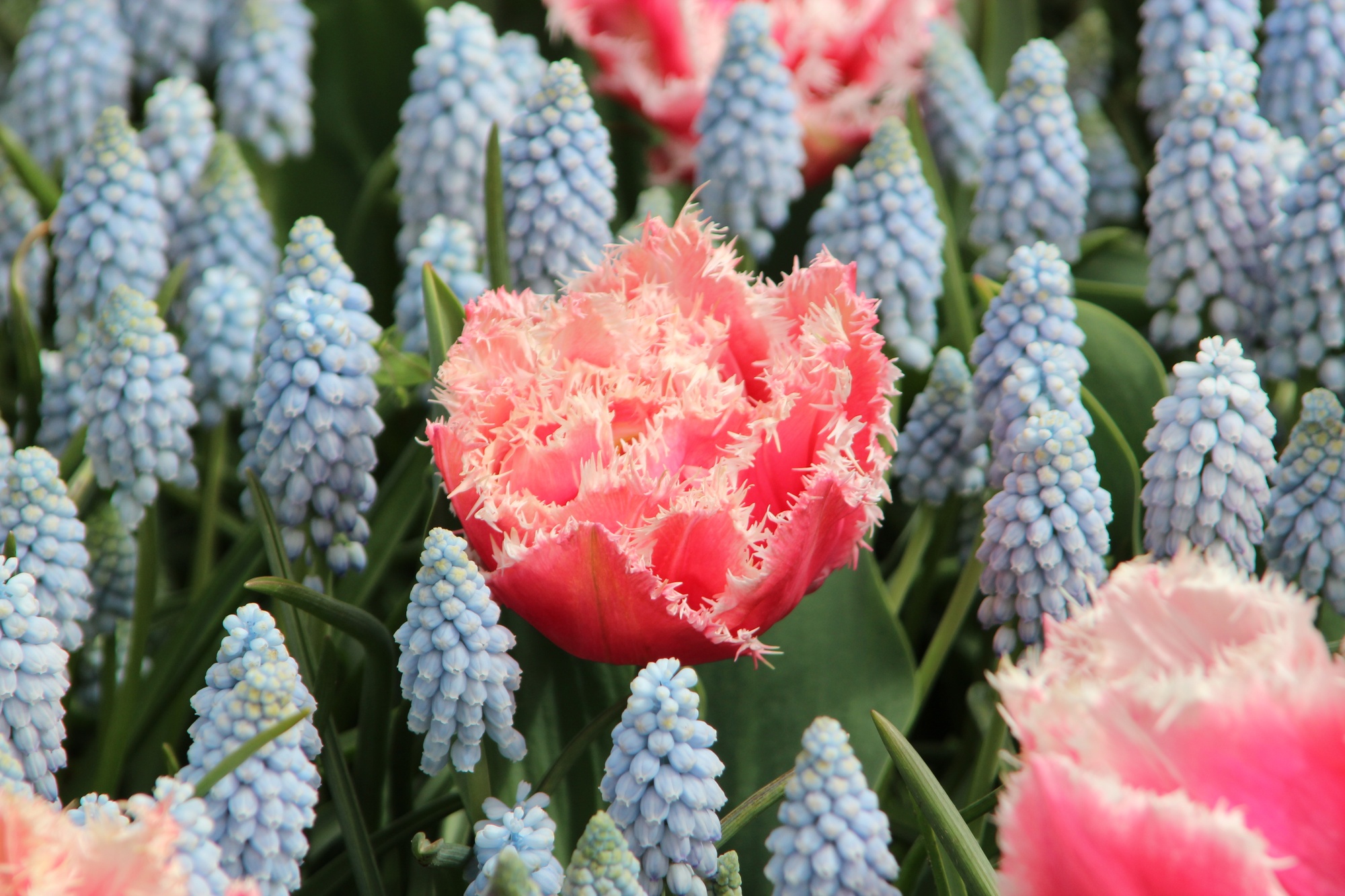 Gefranste Tulpen Queensland