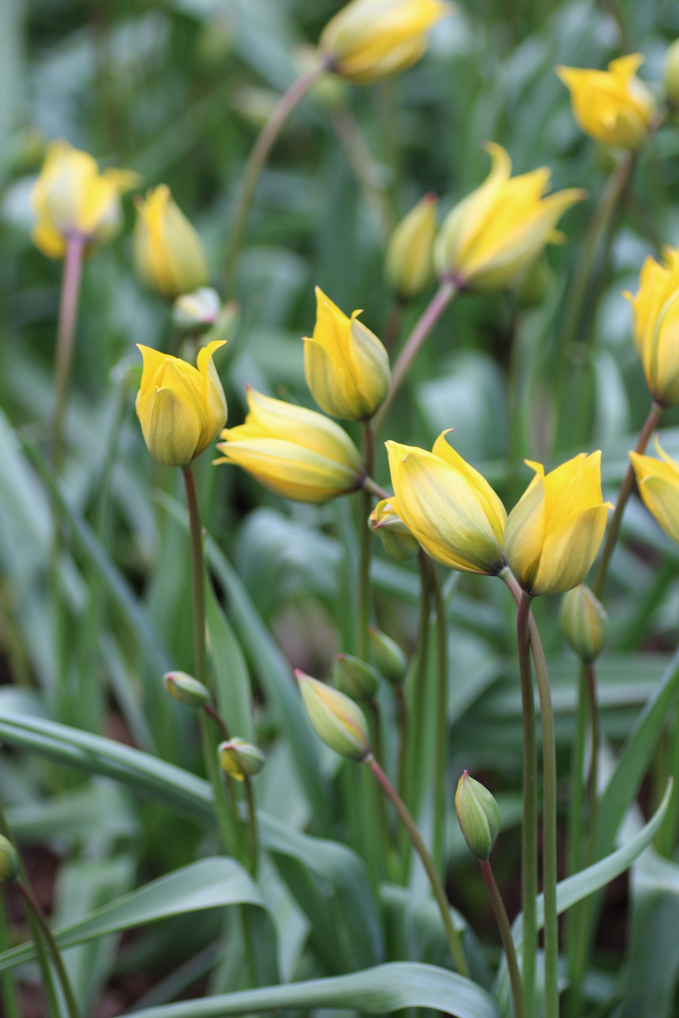 Botanische Tulpen T. sylvestris