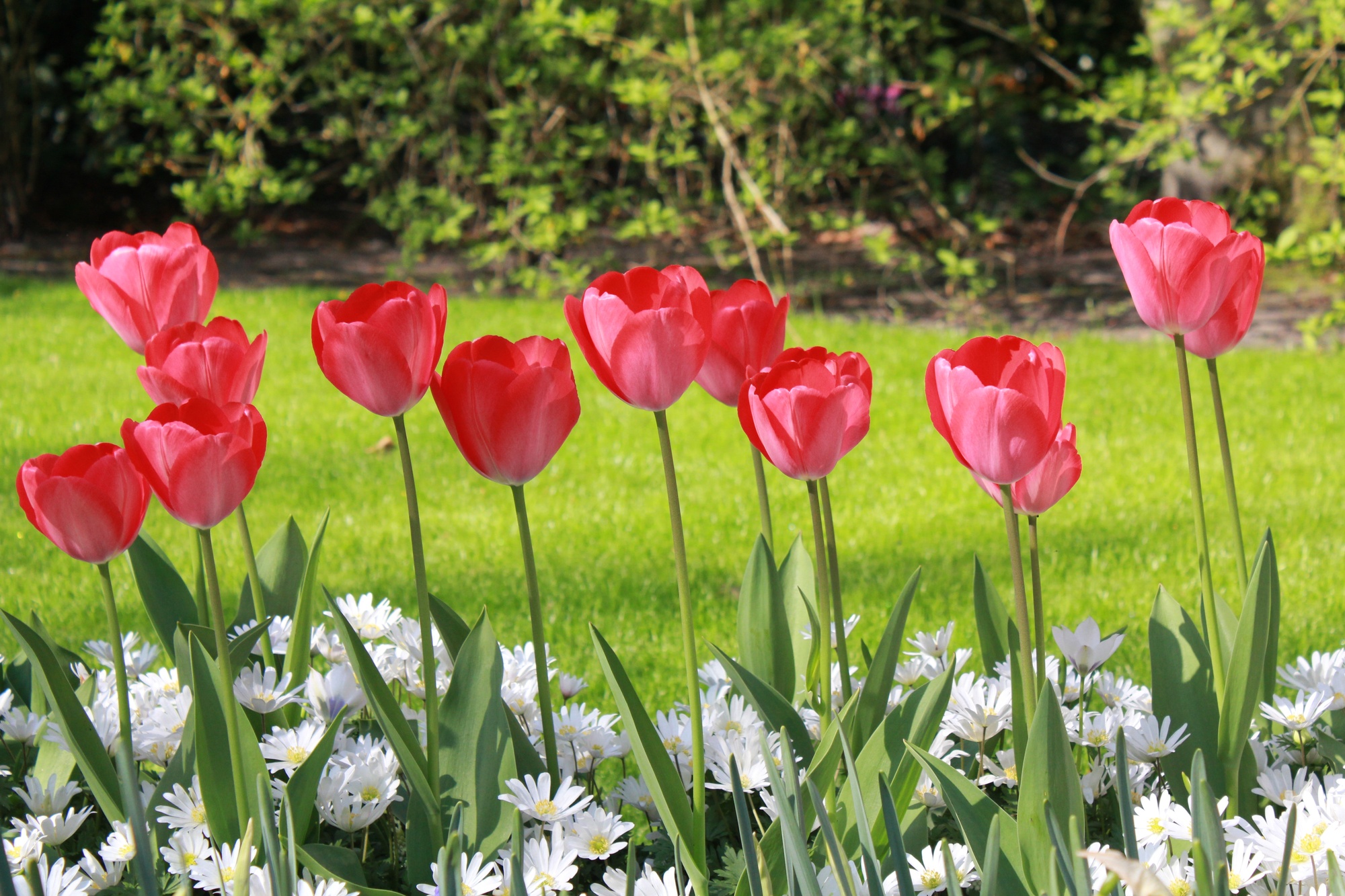 Darwin-Hybrid-Tulpen Van Eijk