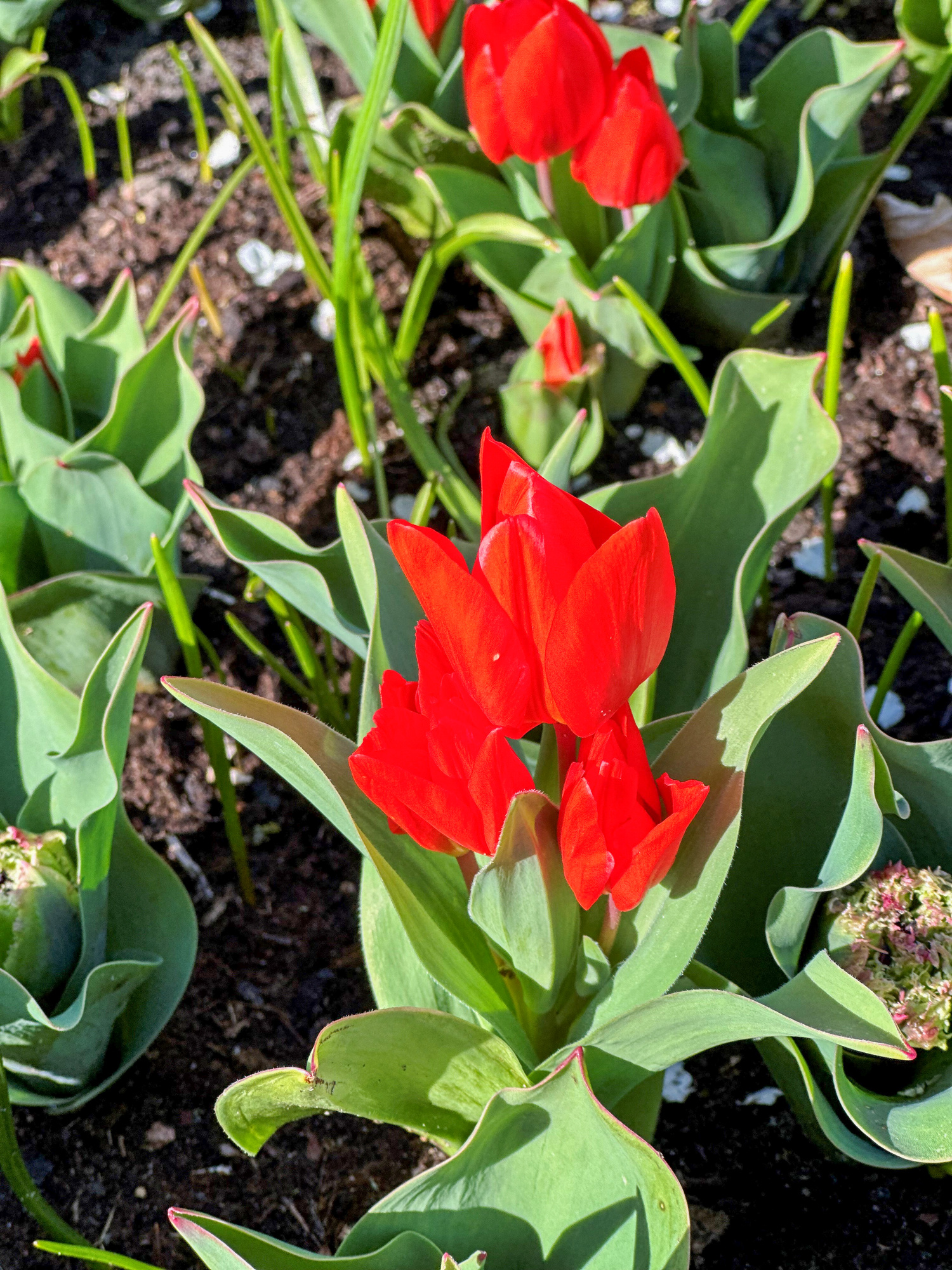 Botanische Tulpen T. praestans Van Tubergen's Variety