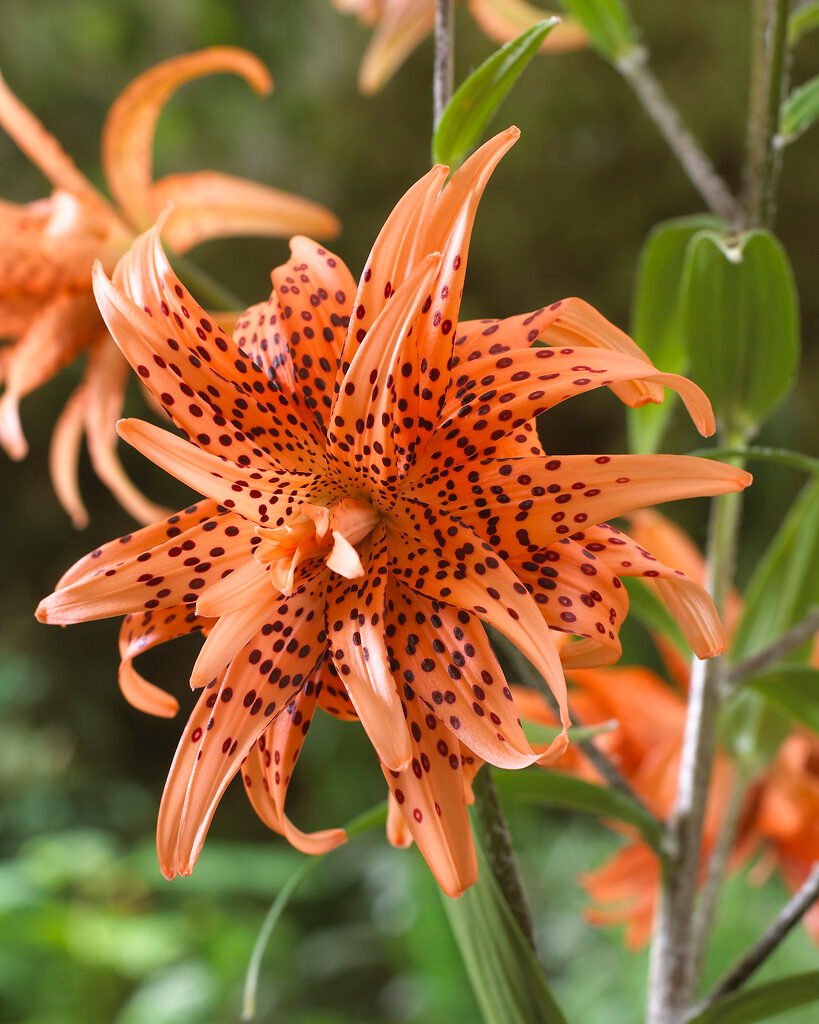 Lilium lancifolium Flore Pleno