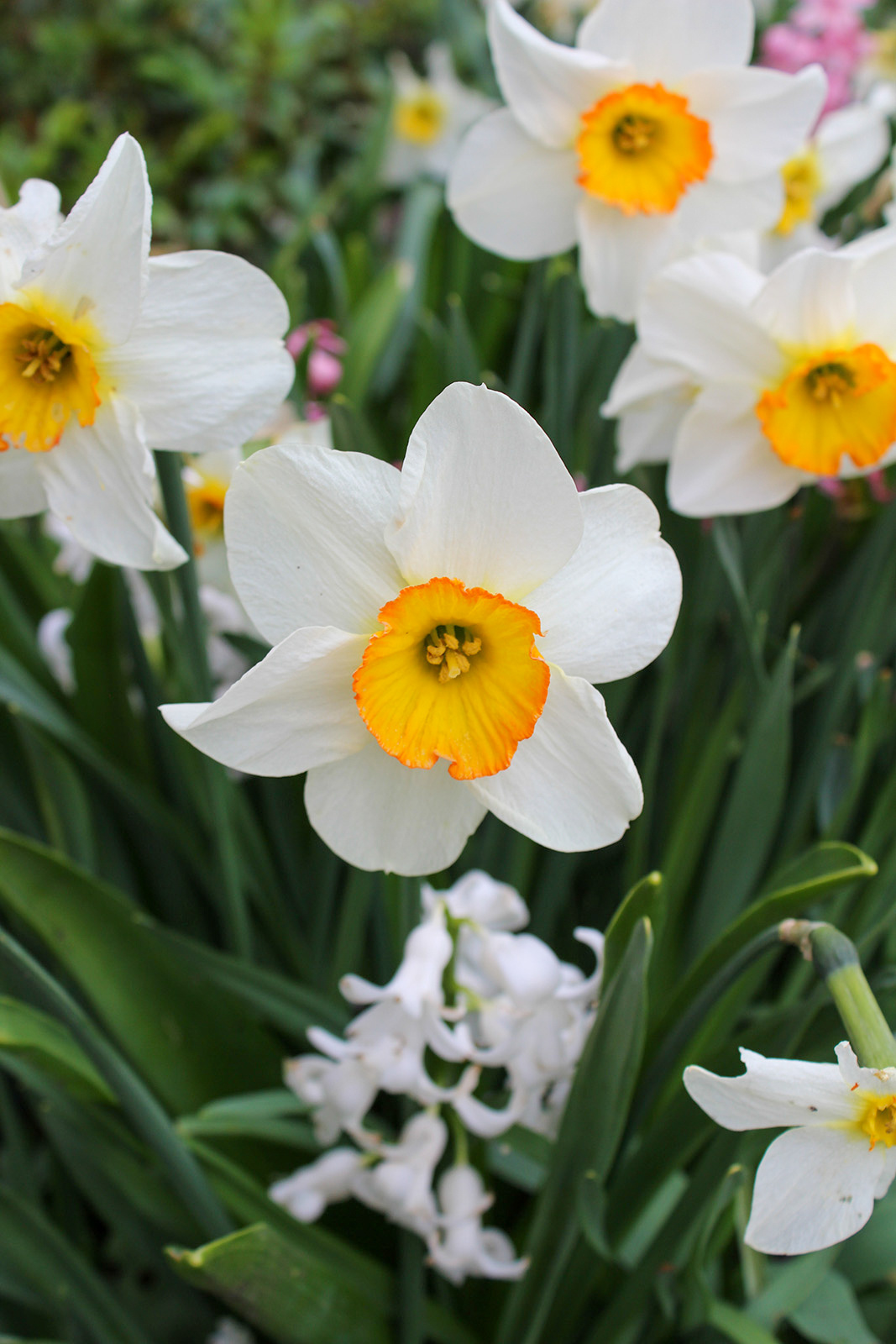 Großkronige Narzissen Flower Record