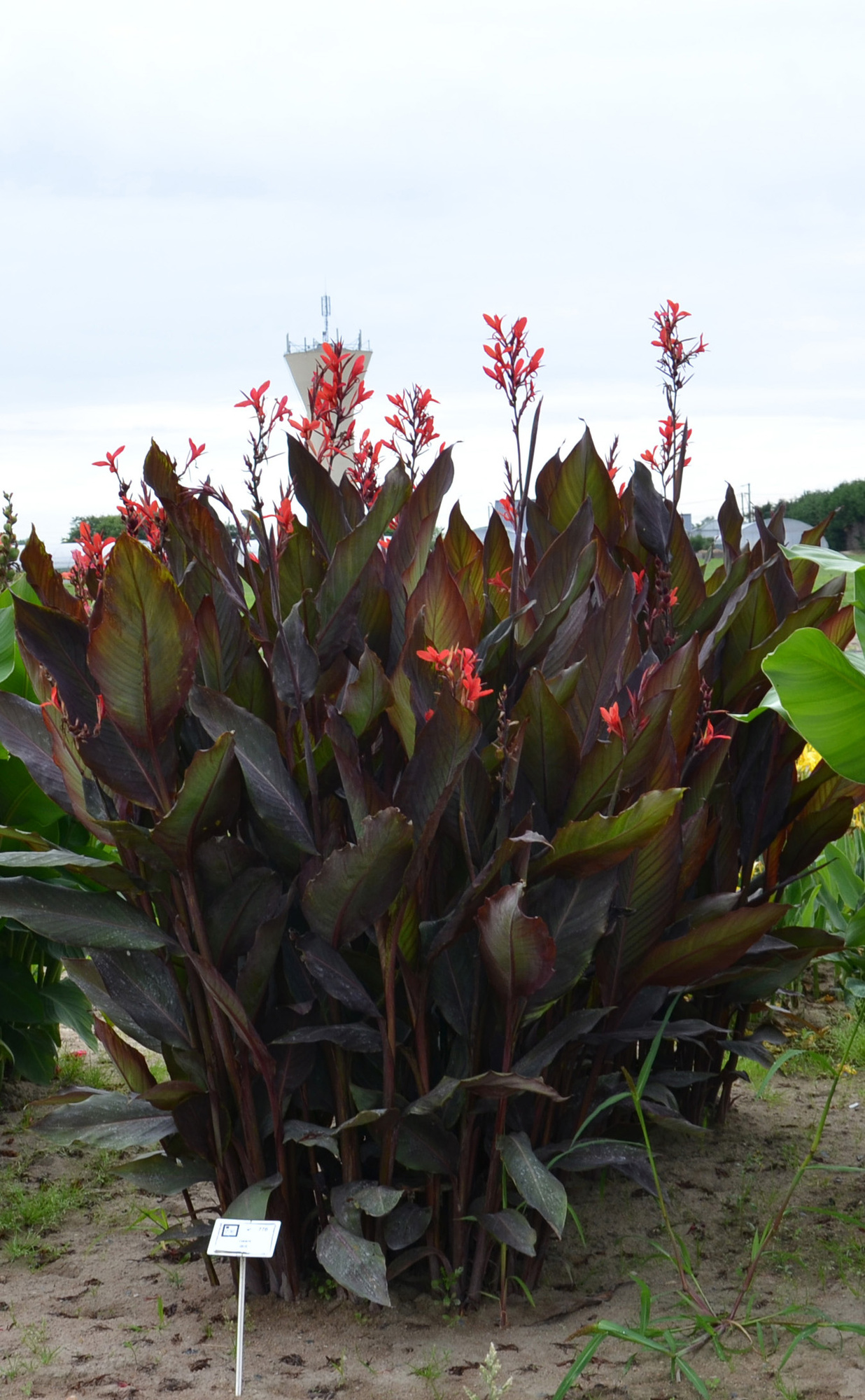 Canna Ibis