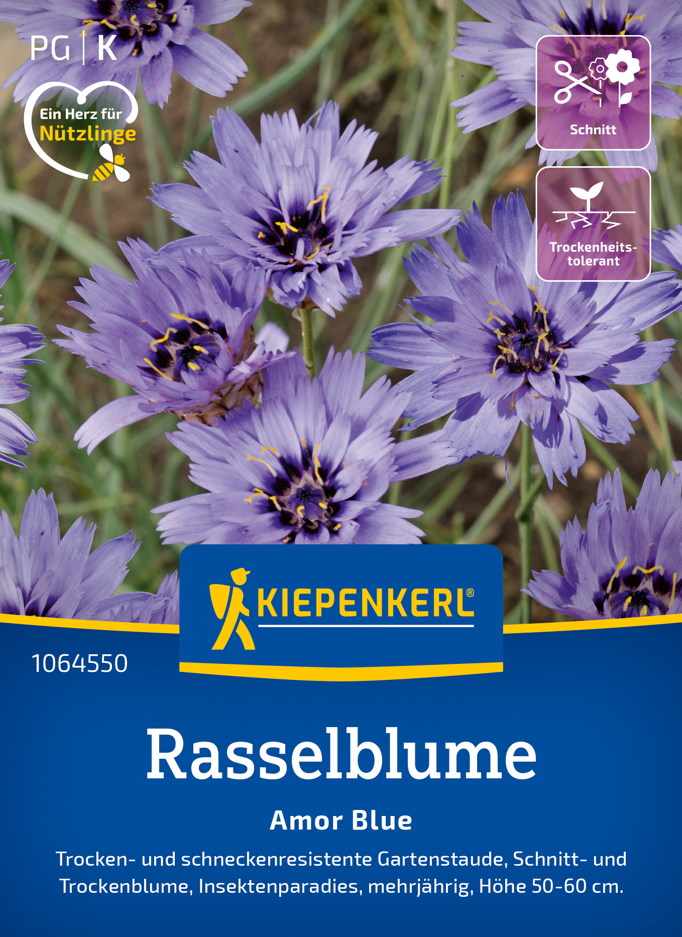 Rasselblume Amor Blue