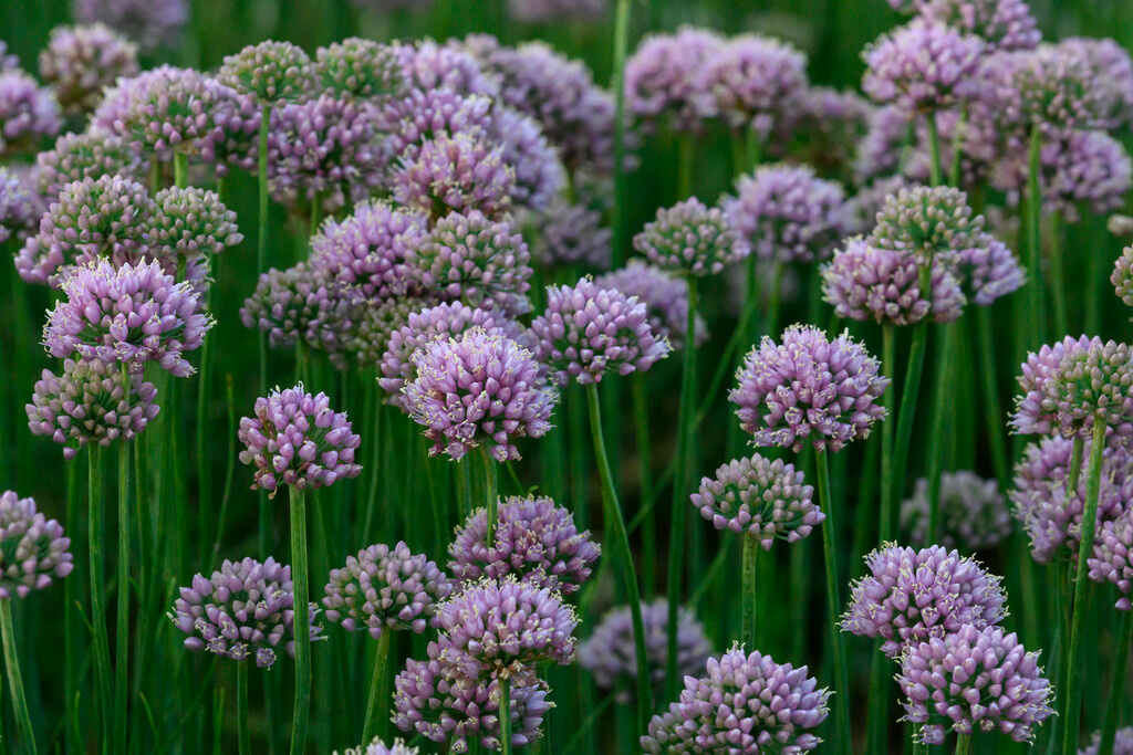 Allium Lisa Blue