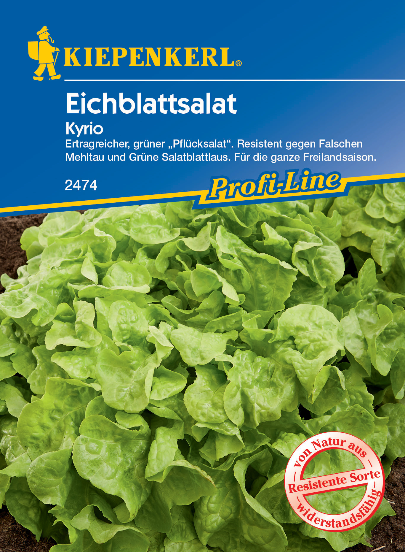 Eichblattsalat Kyrio