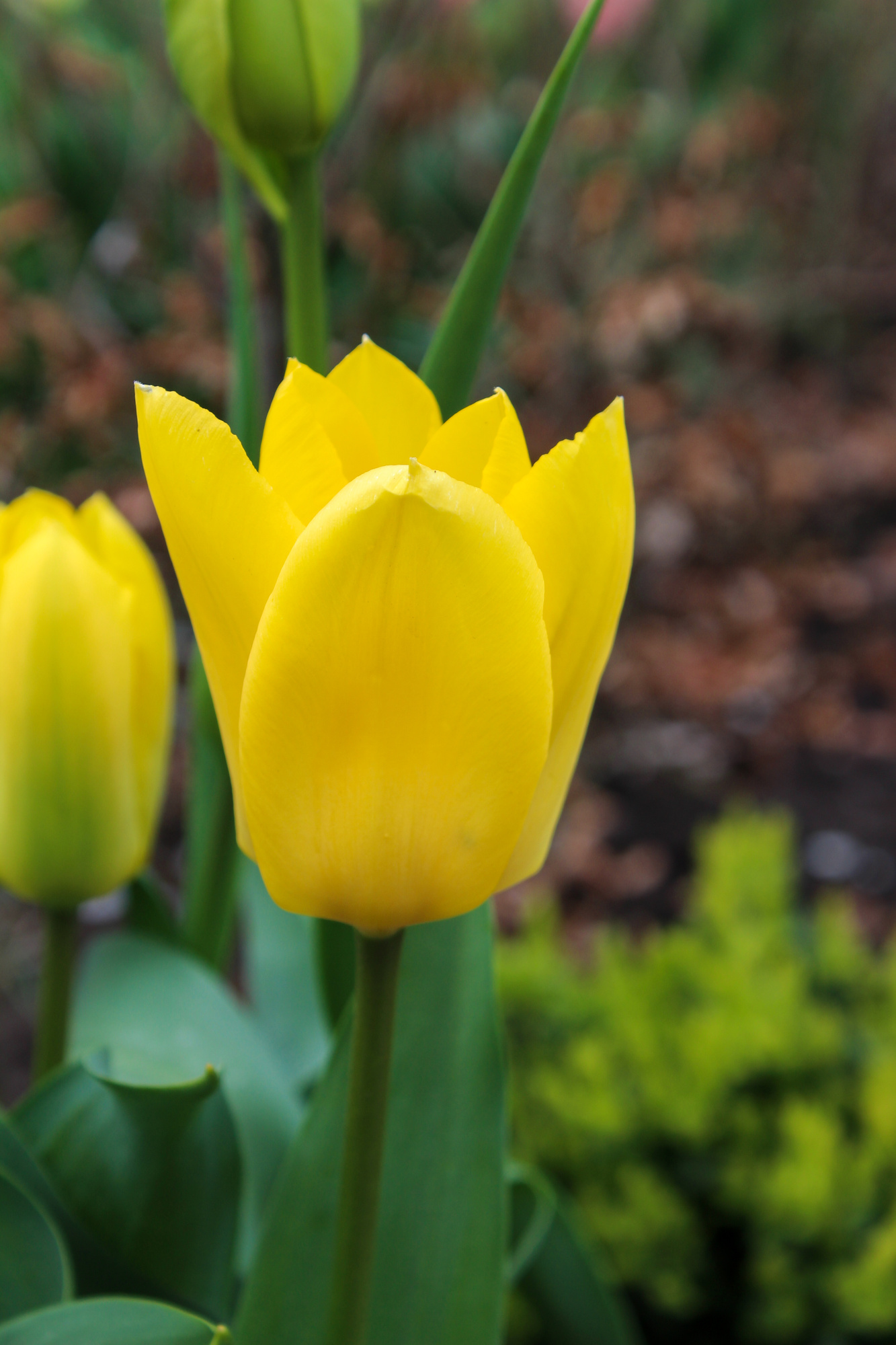 Fosteriana-Tulpen Candela