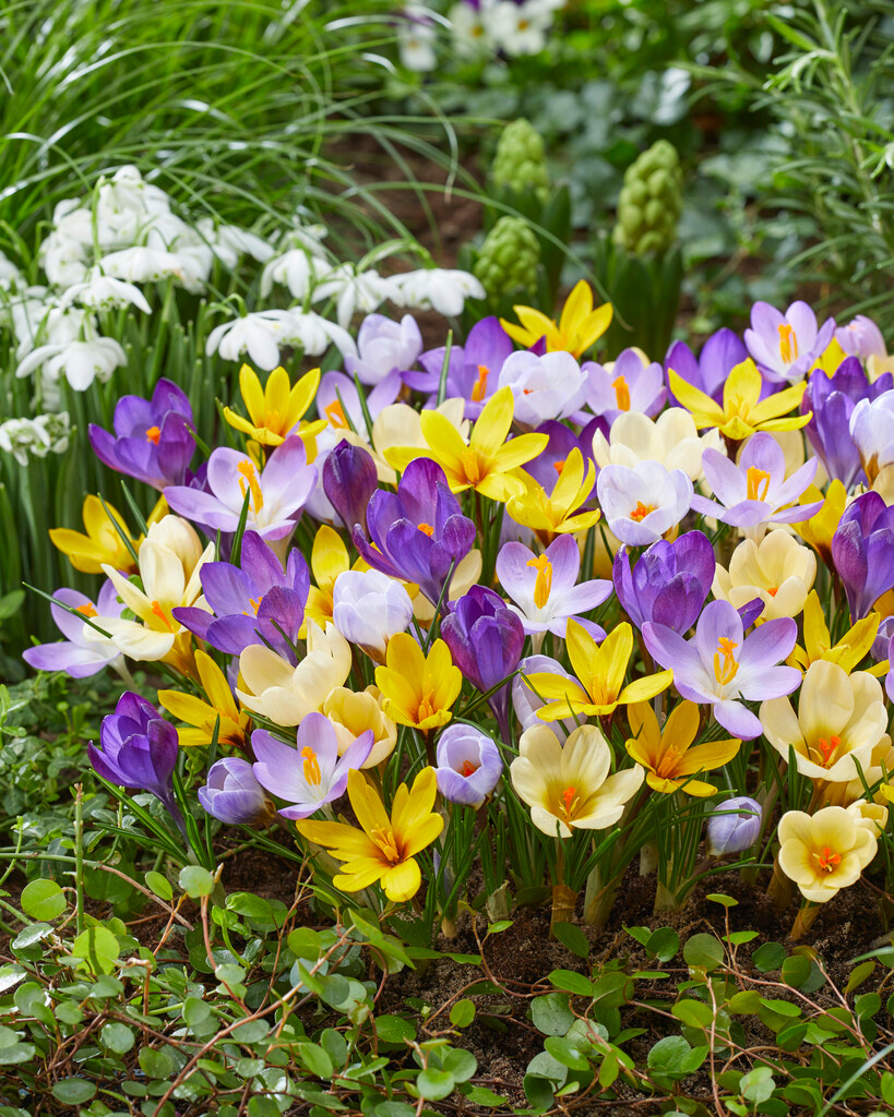 Crocus chrysanthus Mischung