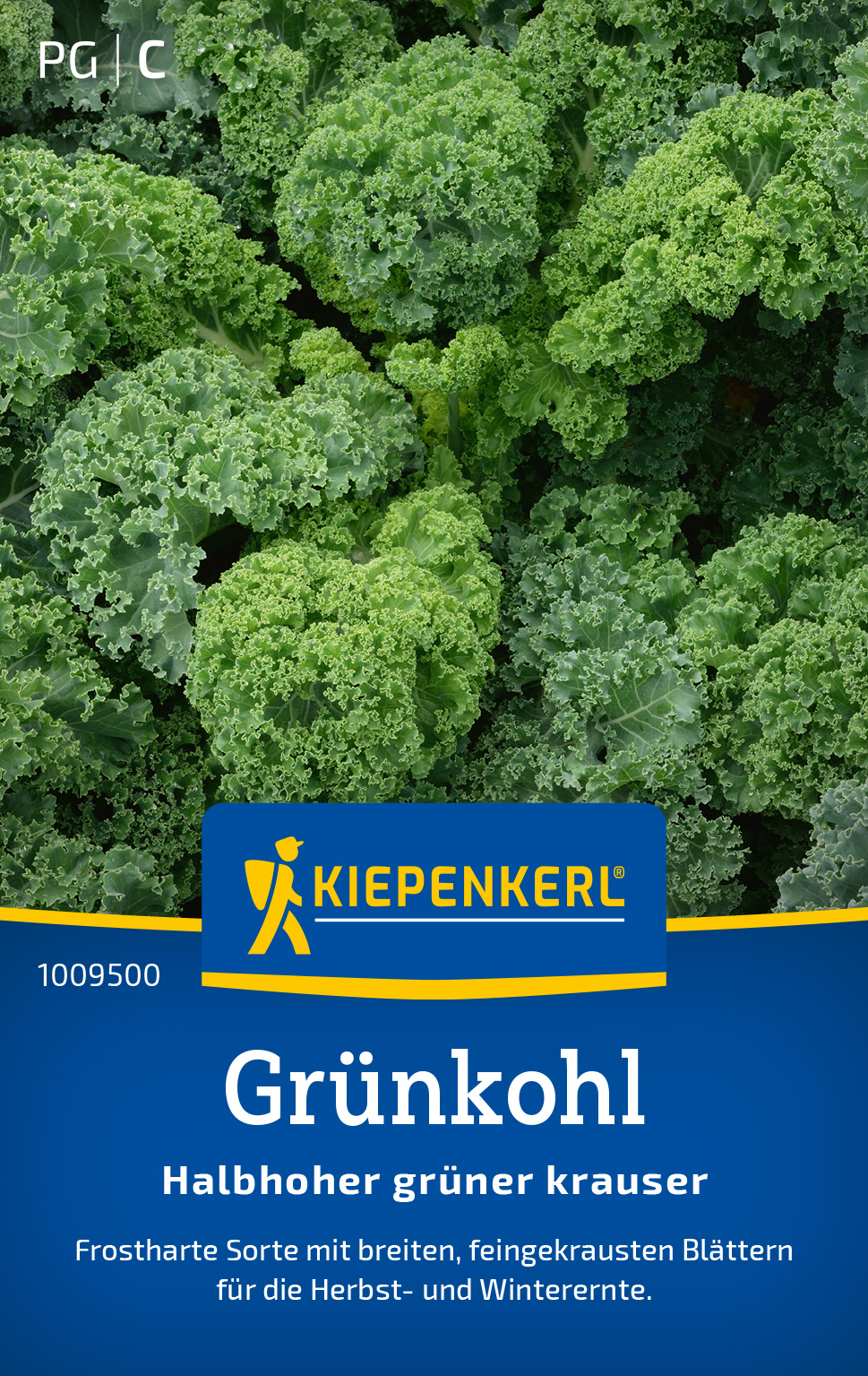 Grünkohl Halbhoher grüner krauser