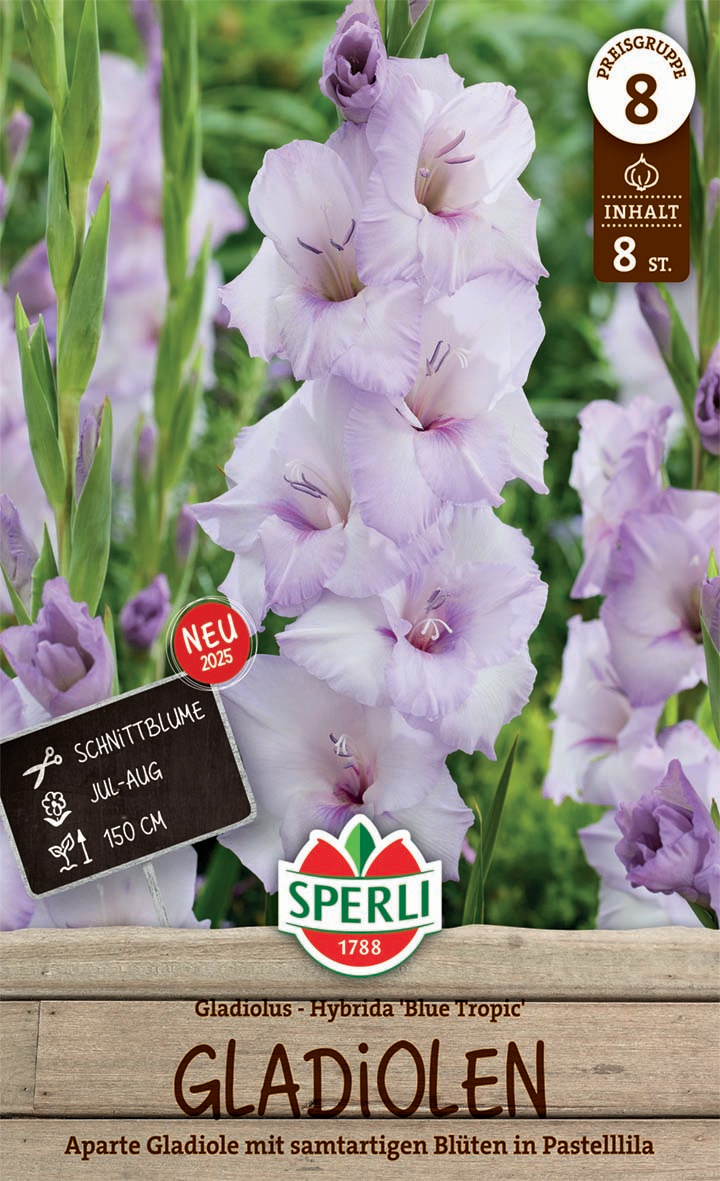 Gladiole Blue Tropic