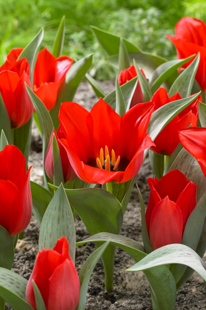 Greigii-Tulpen Oriental Beauty