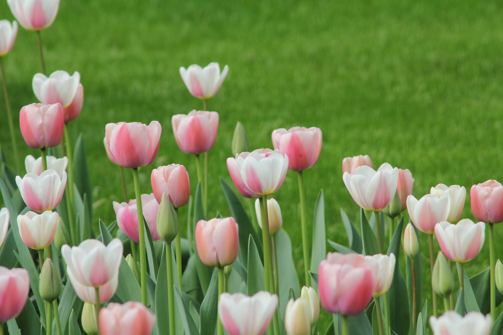 Darwin-Hybrid-Tulpen Ollioules