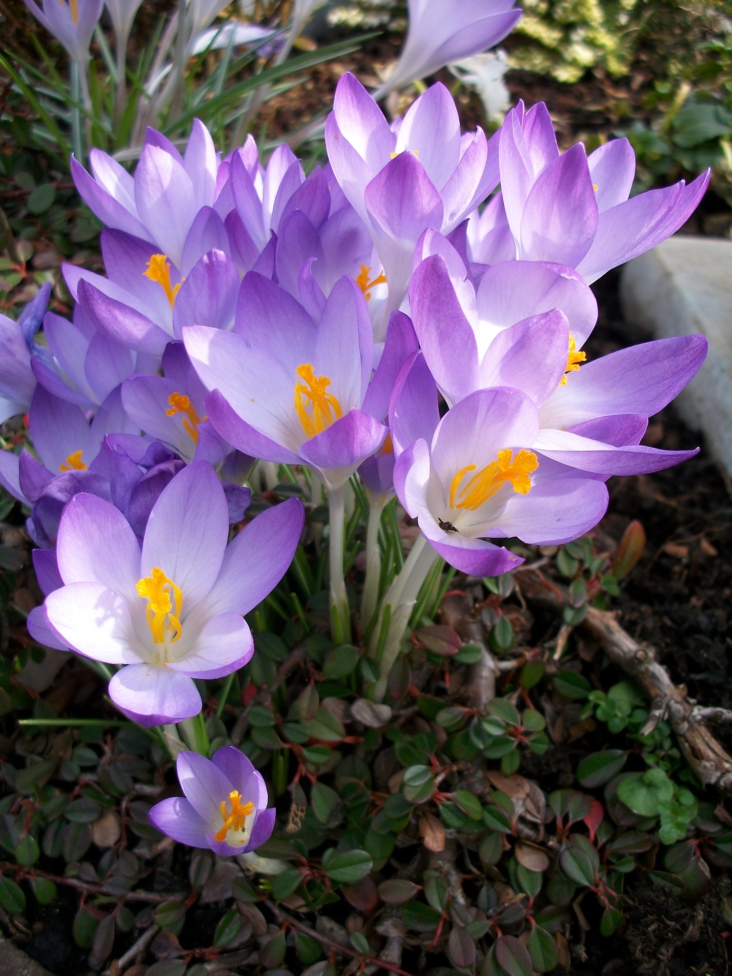 Crocus tommasinianus Barr's Purple