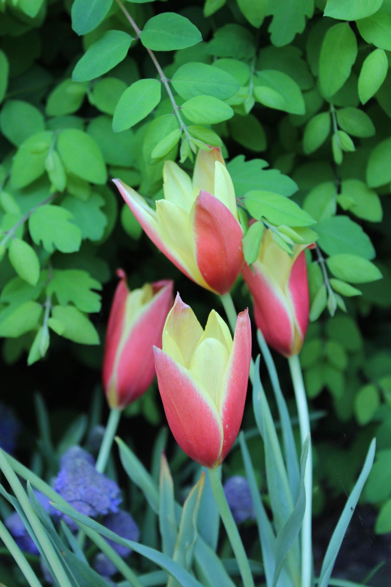 Botanische Tulpen T. clusiana Cynthia