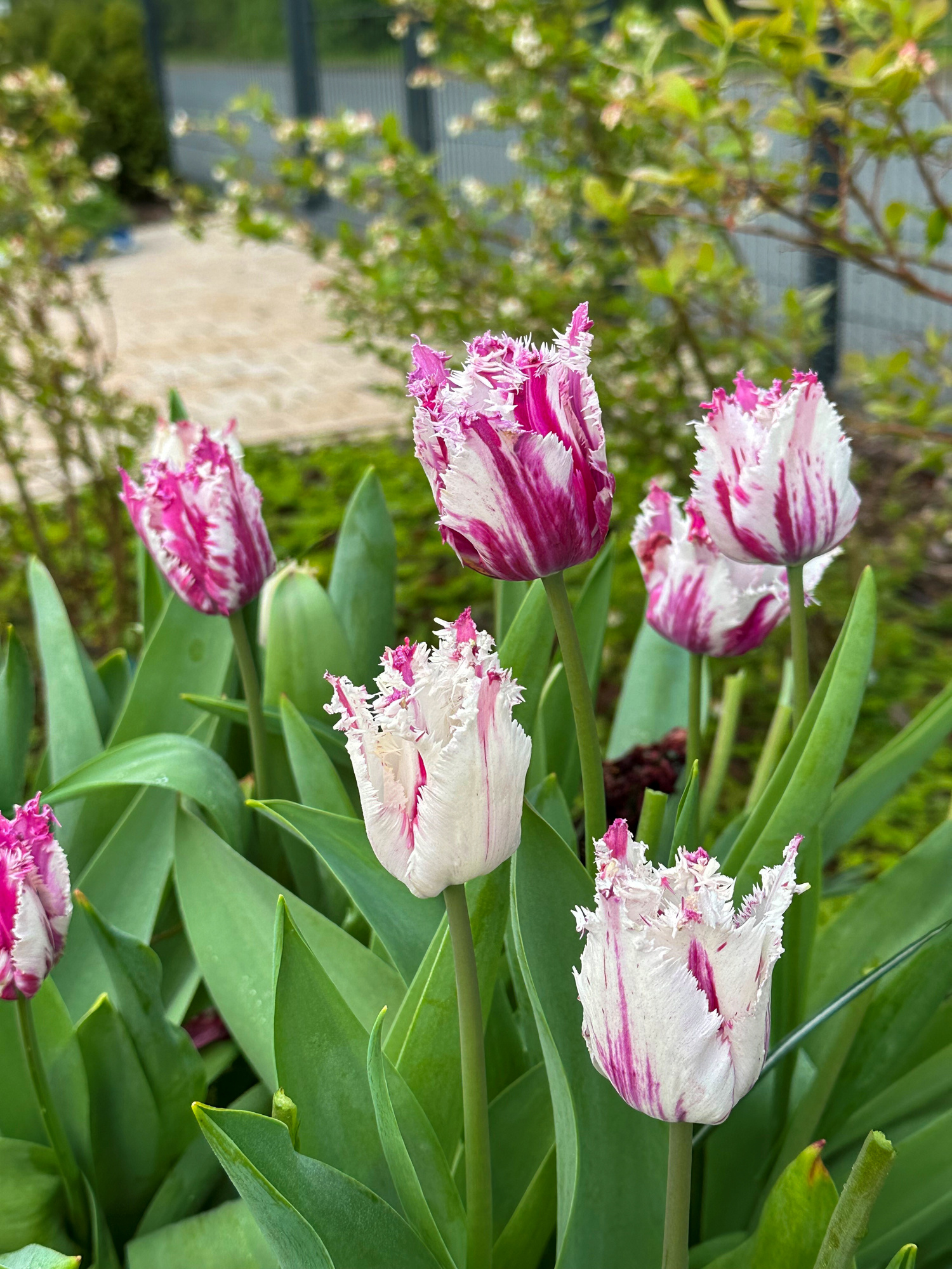 Gefranste Tulpen Purple Circus