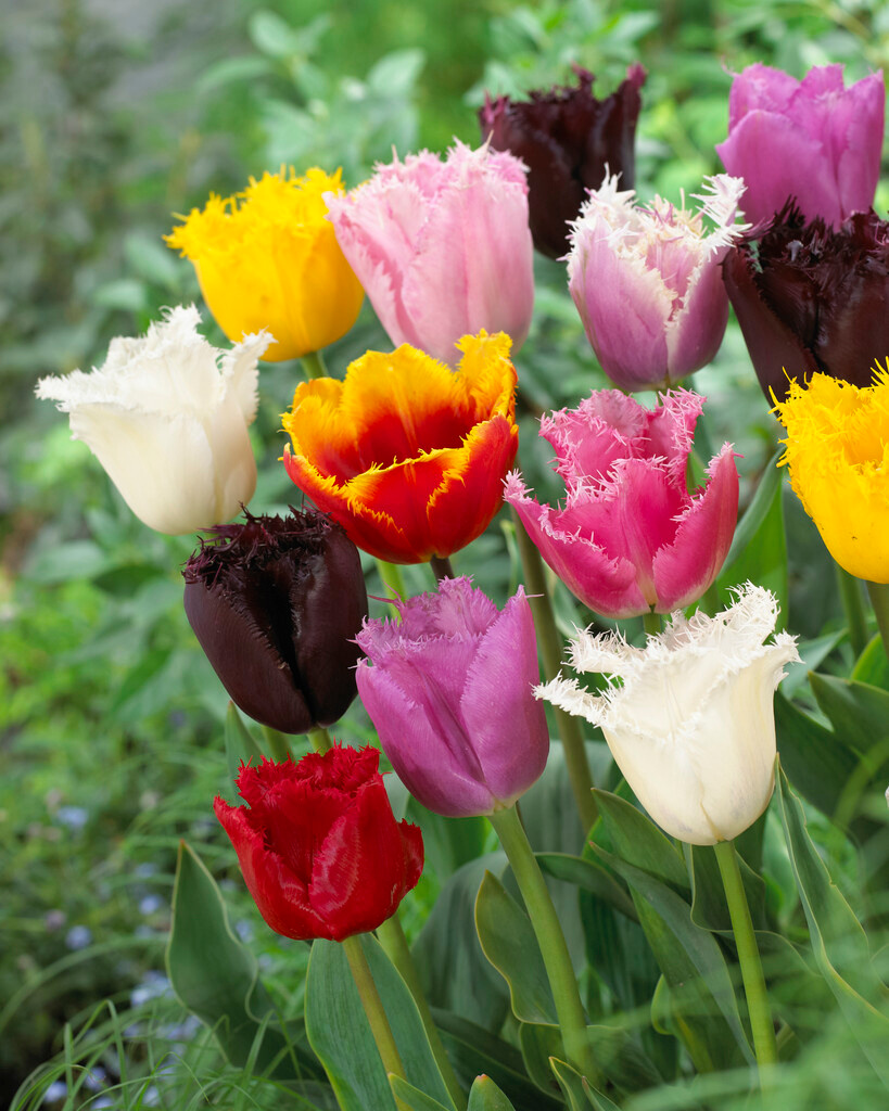 Gefranste Tulpen Mischung