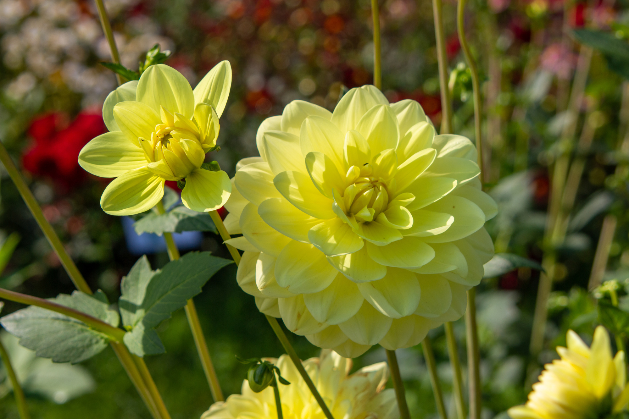 Seerosendahlien Glorie van Heemstede