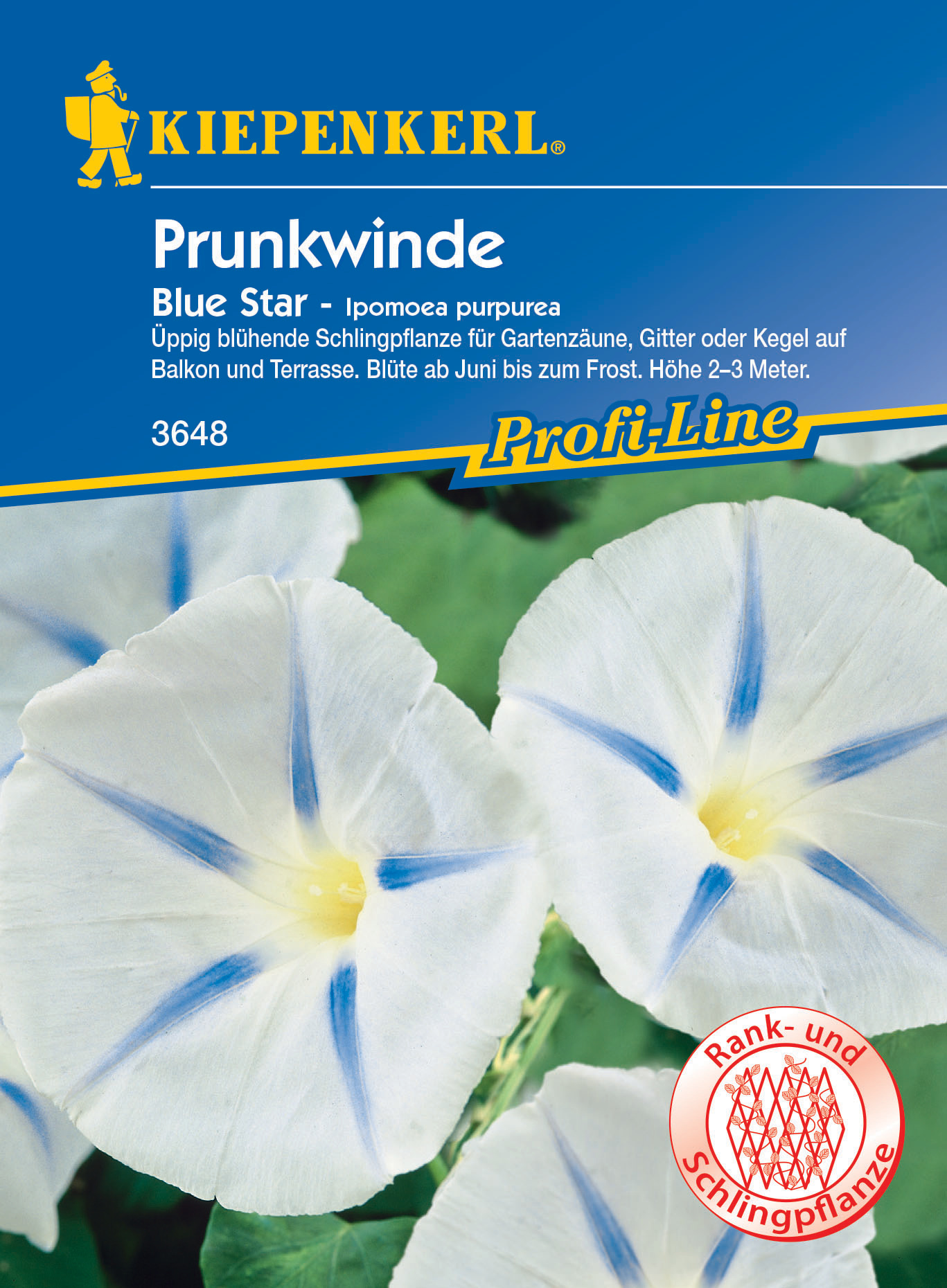 Prunkwinde Blue Star