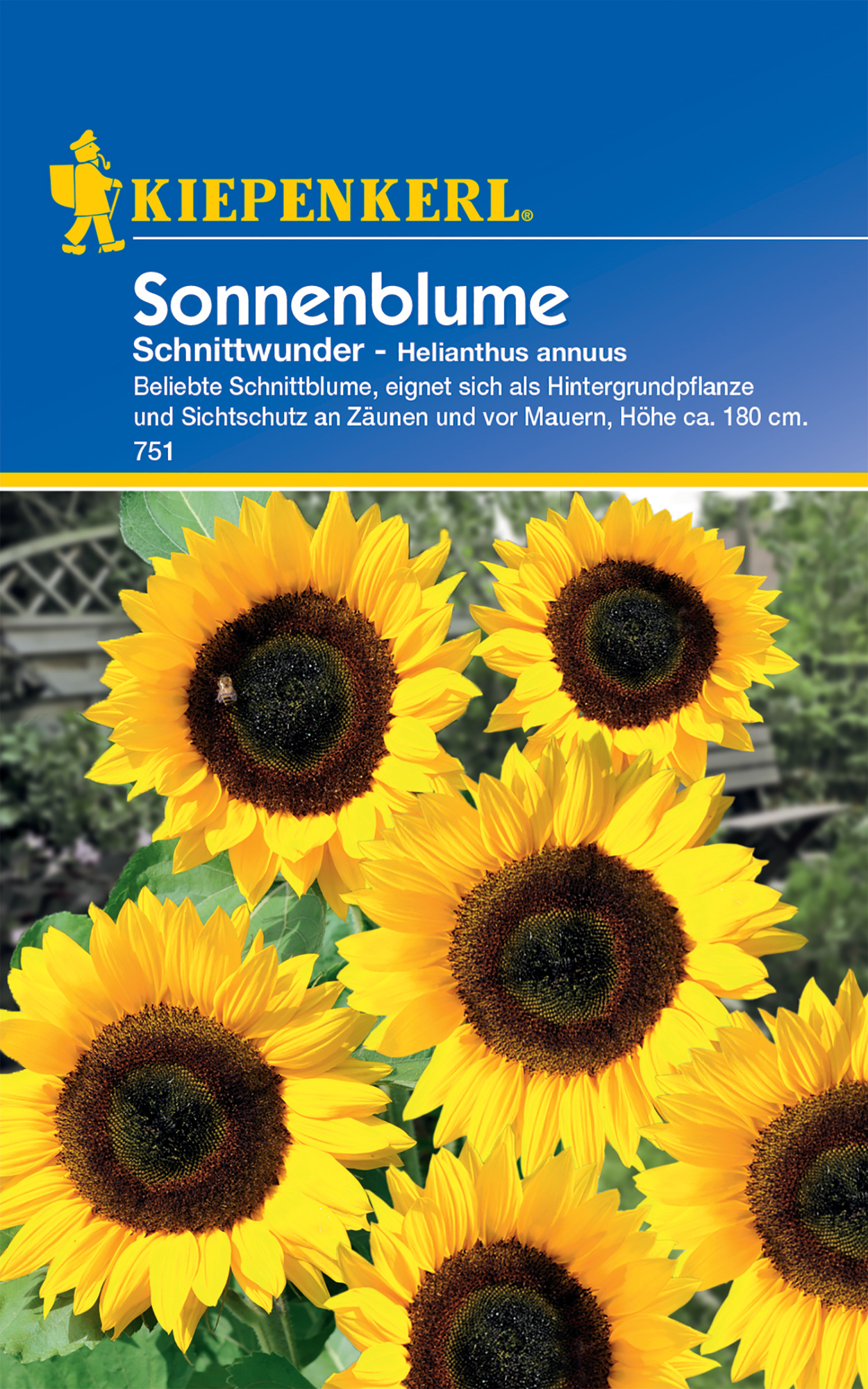 Sonnenblume Schnittwunder