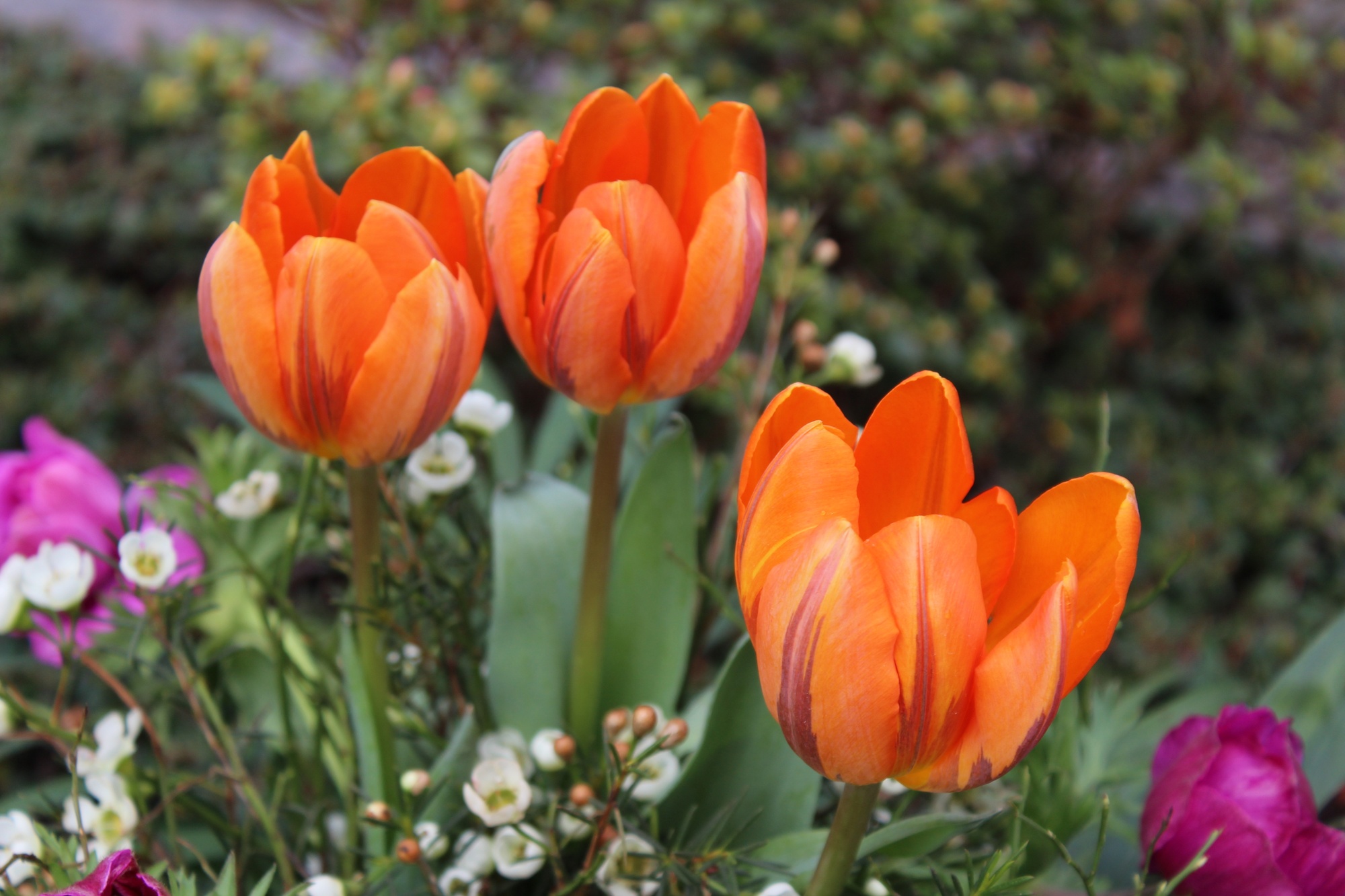 Triumph-Tulpen Prinses Irene