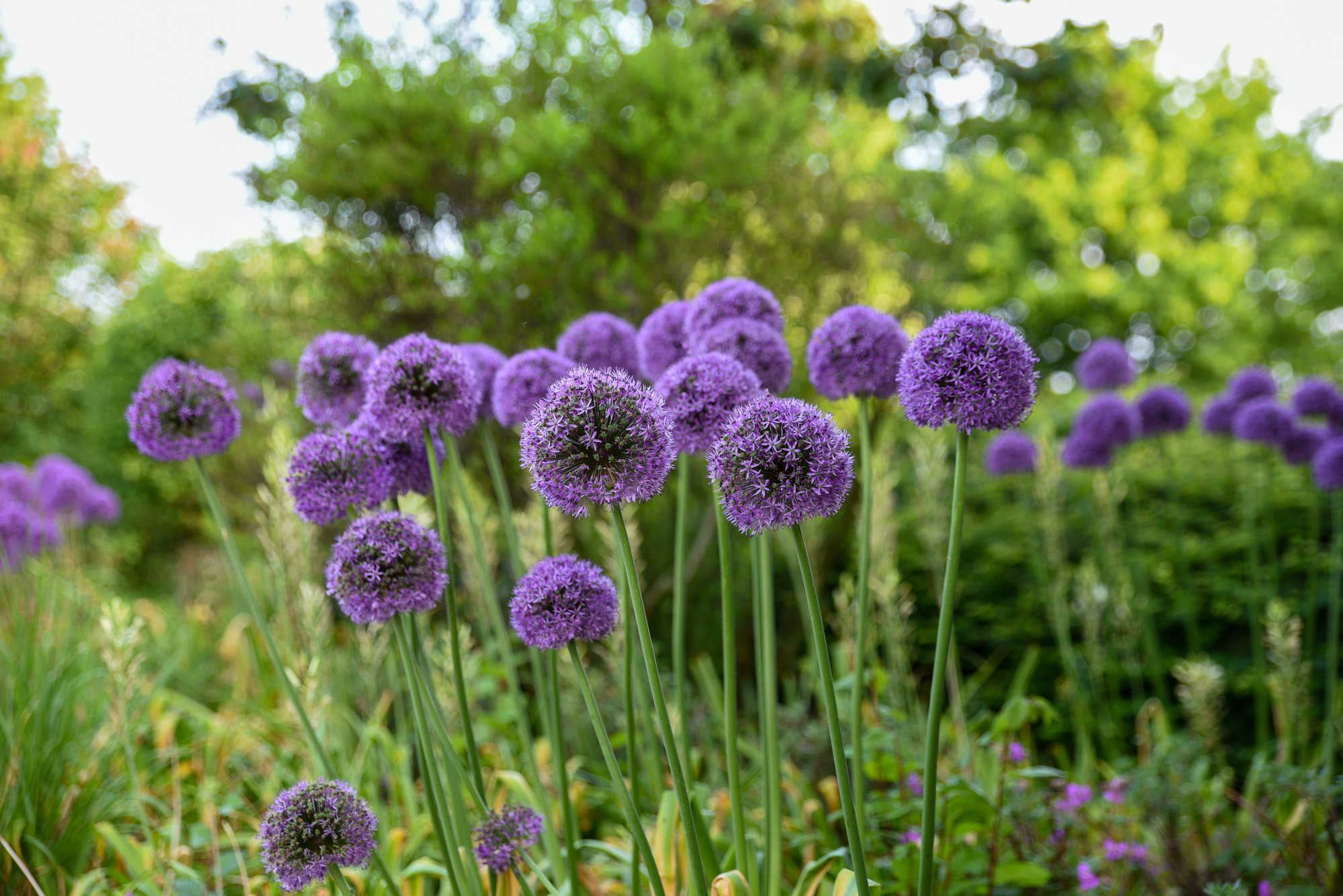 Allium Gladiator