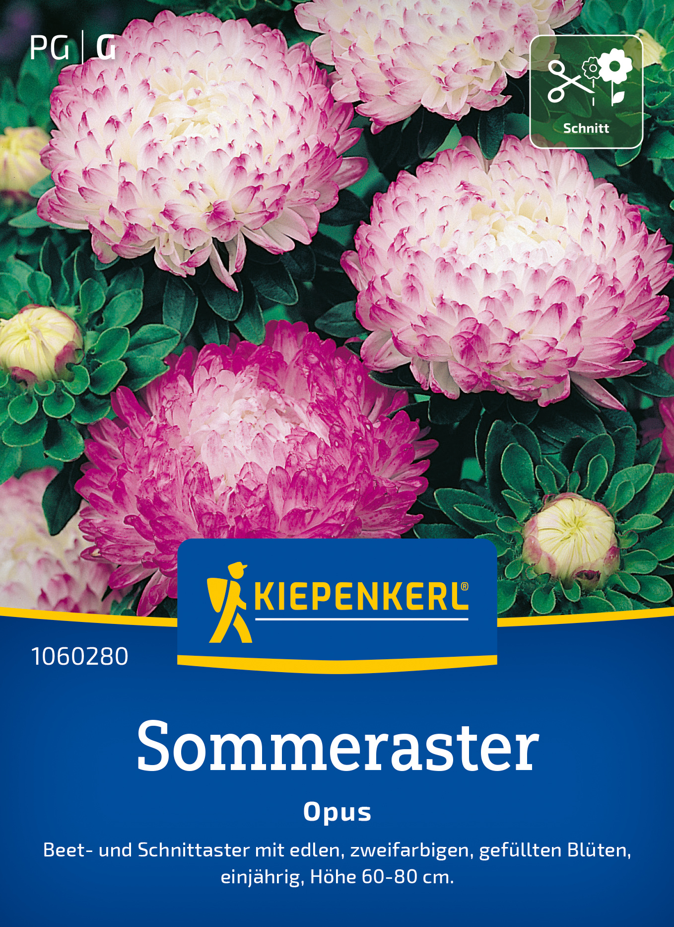 Sommeraster Opus