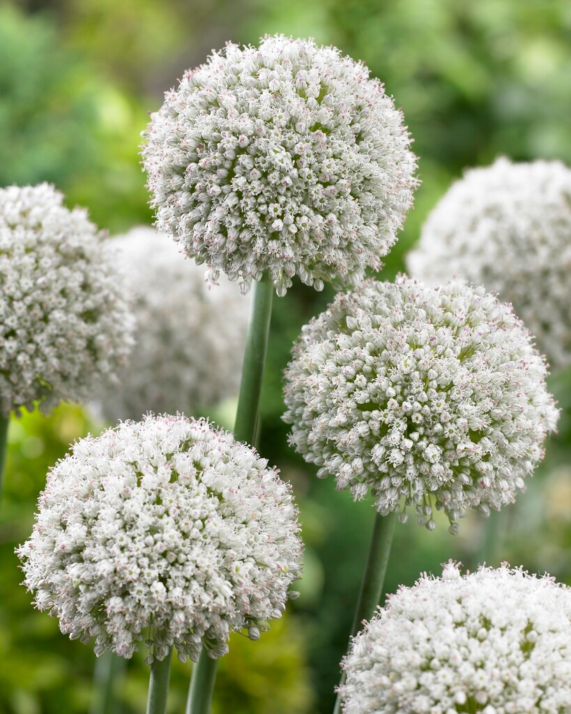 Allium ampeloprasum Ping Pong/ White Cloud