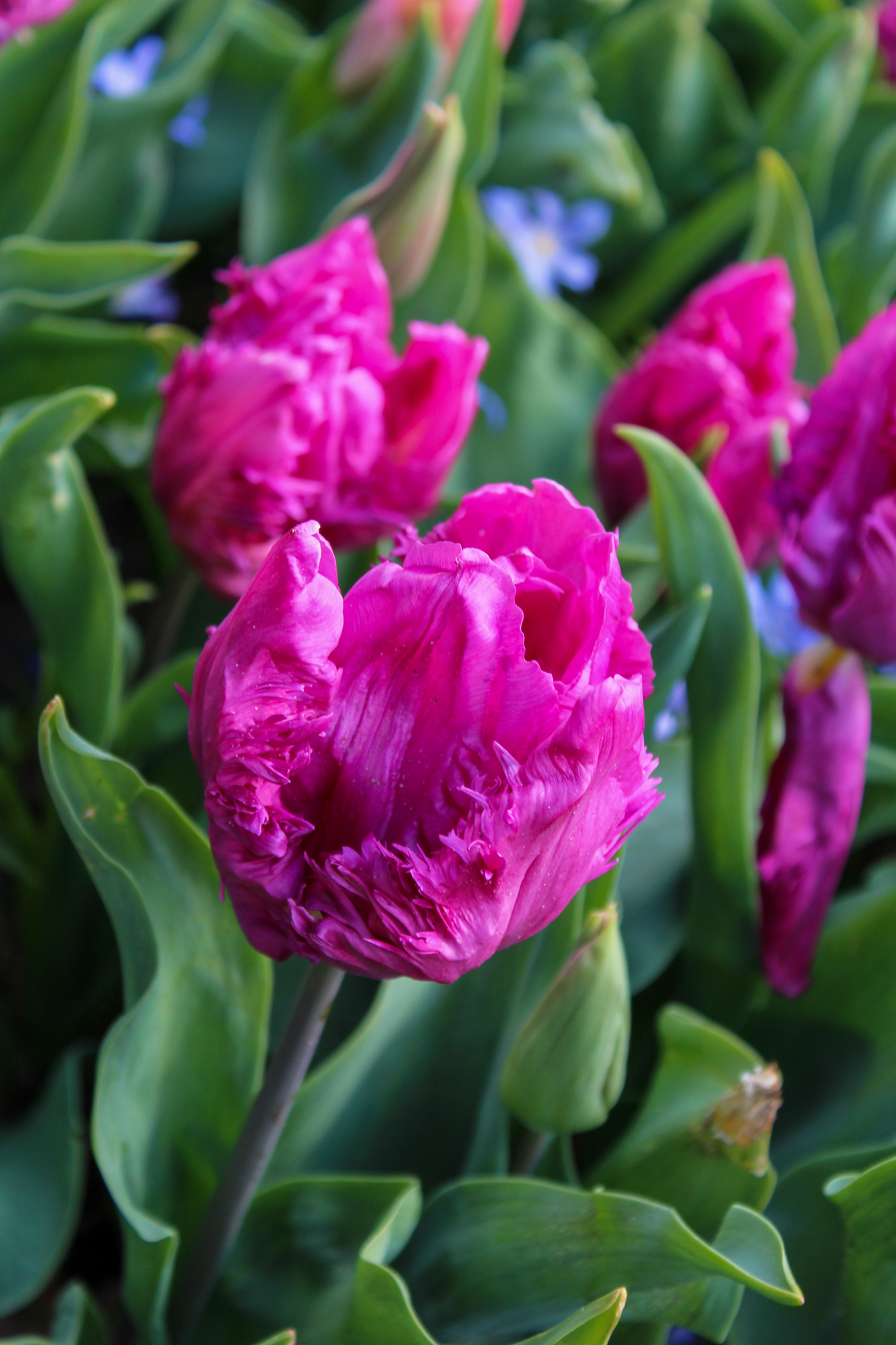 Papagei-Tulpen Parrot Prince