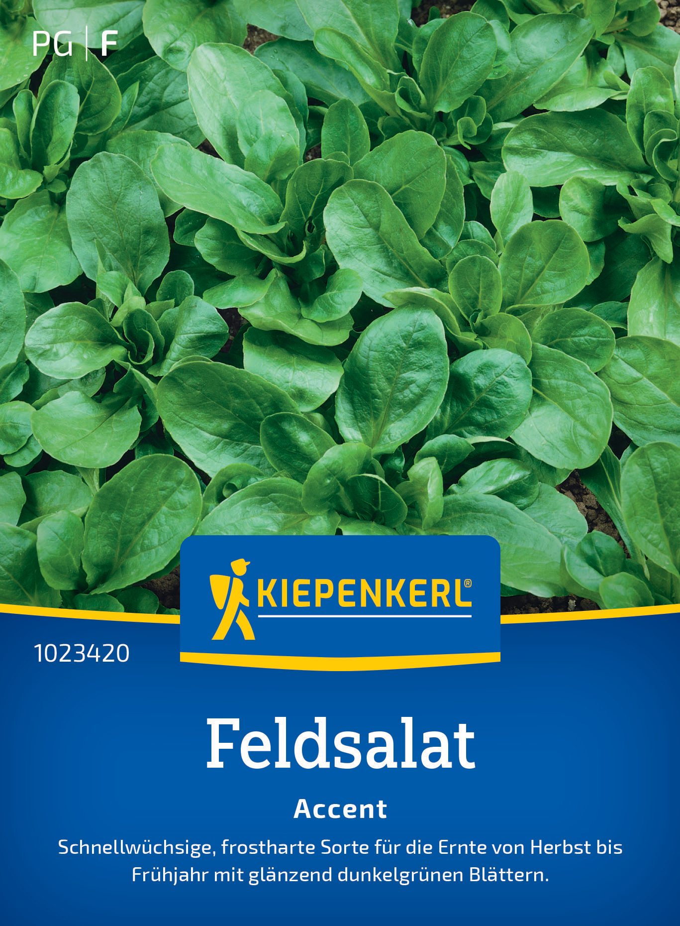 Feldsalat Accent