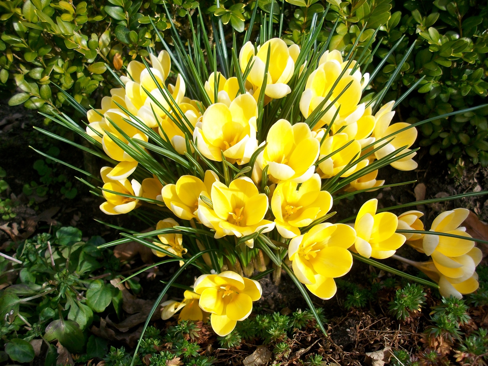 Crocus chrysanthus Romance