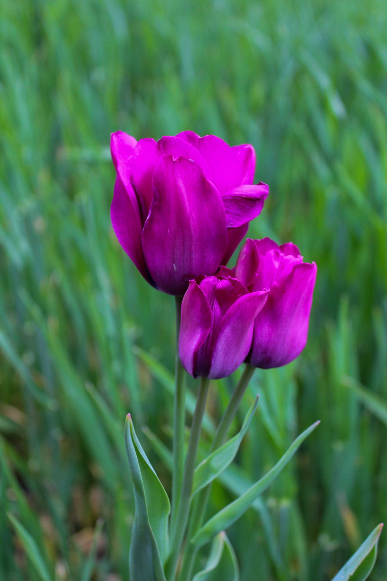 Triumph-Tulpen Purple Bouquet
