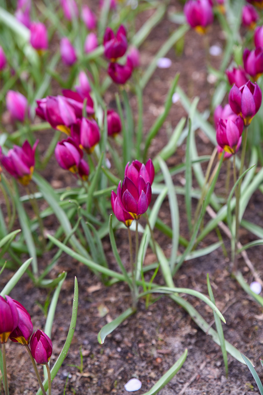 Botanische Tulpen T. humilis Odalisque