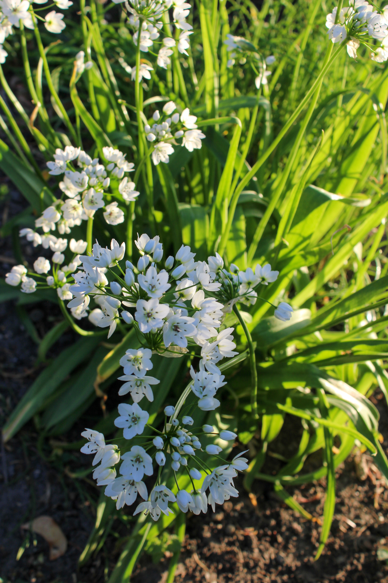 Allium cowanii