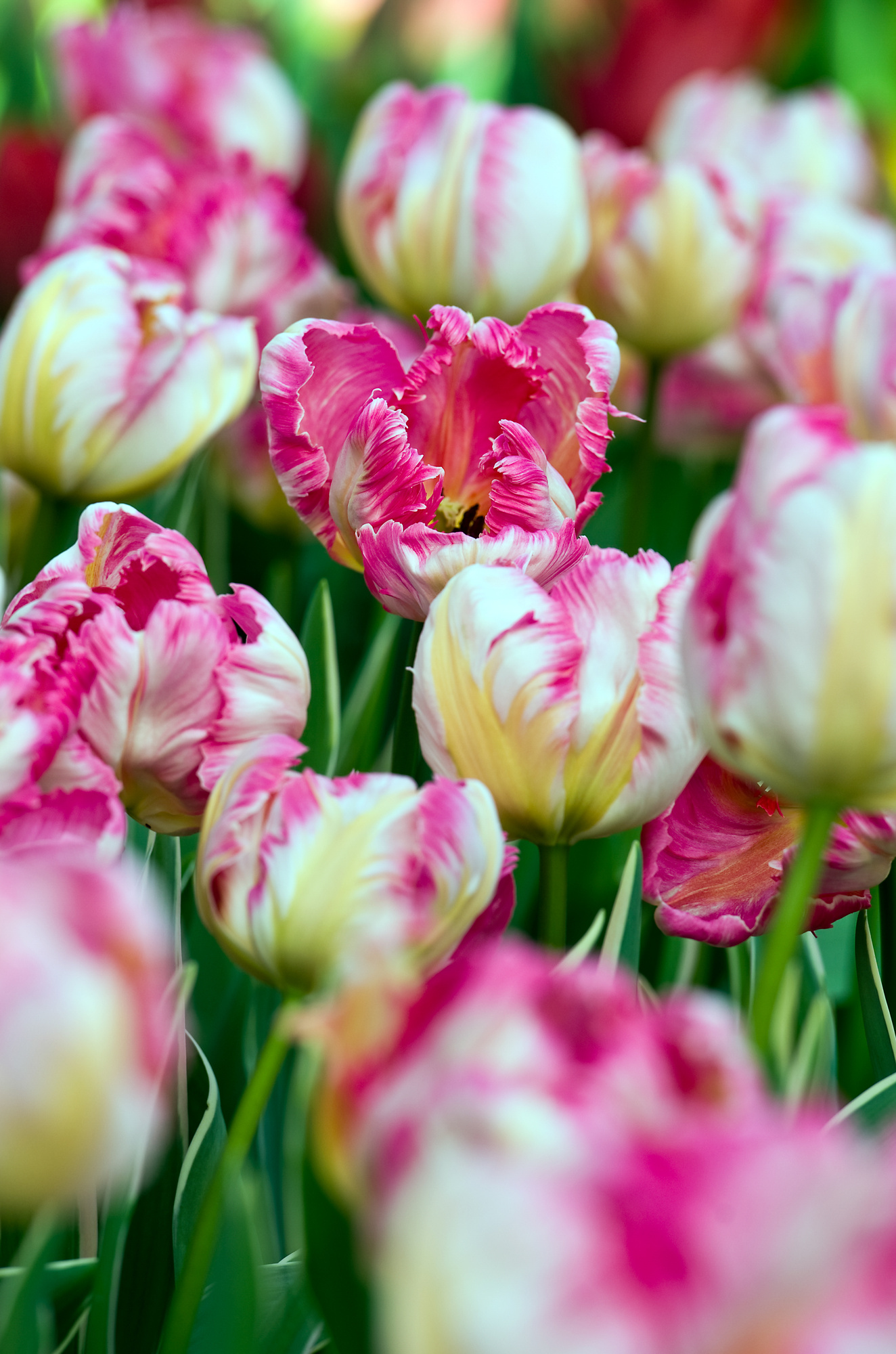 Papagei-Tulpen Silver Parrot