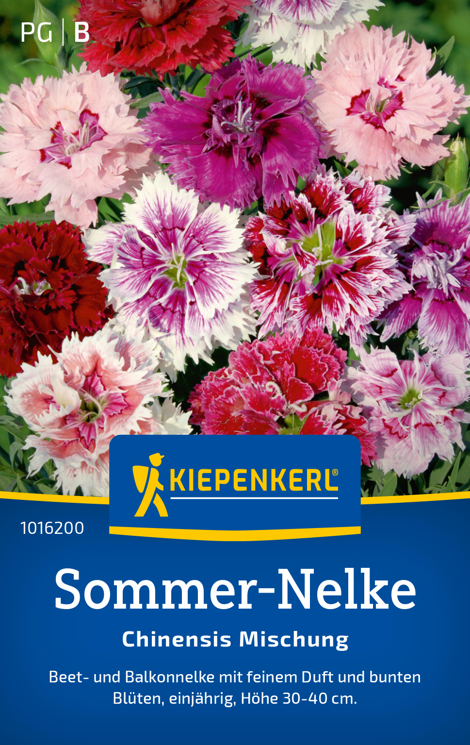 Sommer-Nelke Chinensis Mischung