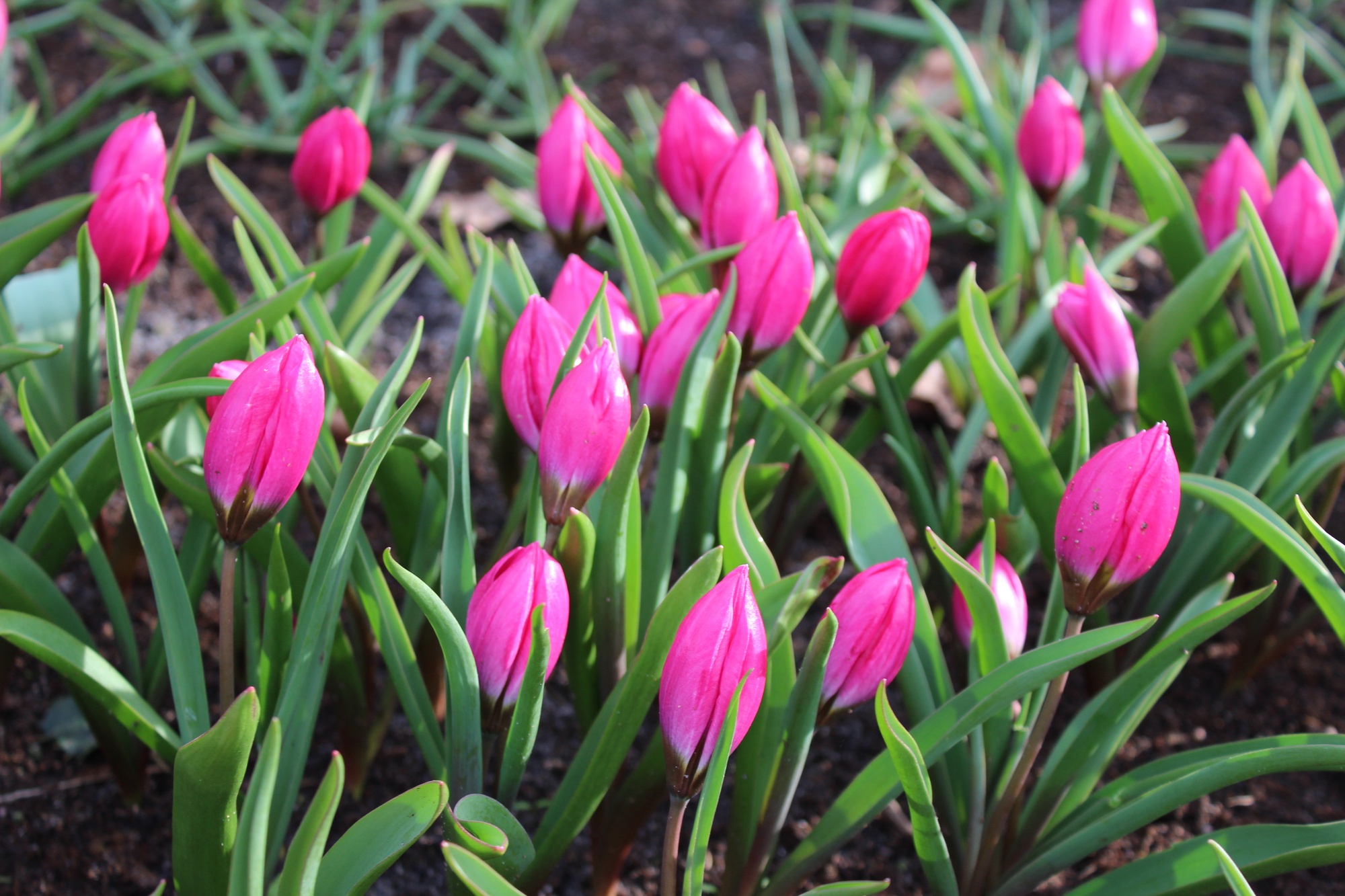 Botanische Tulpen T. humilis Violacea