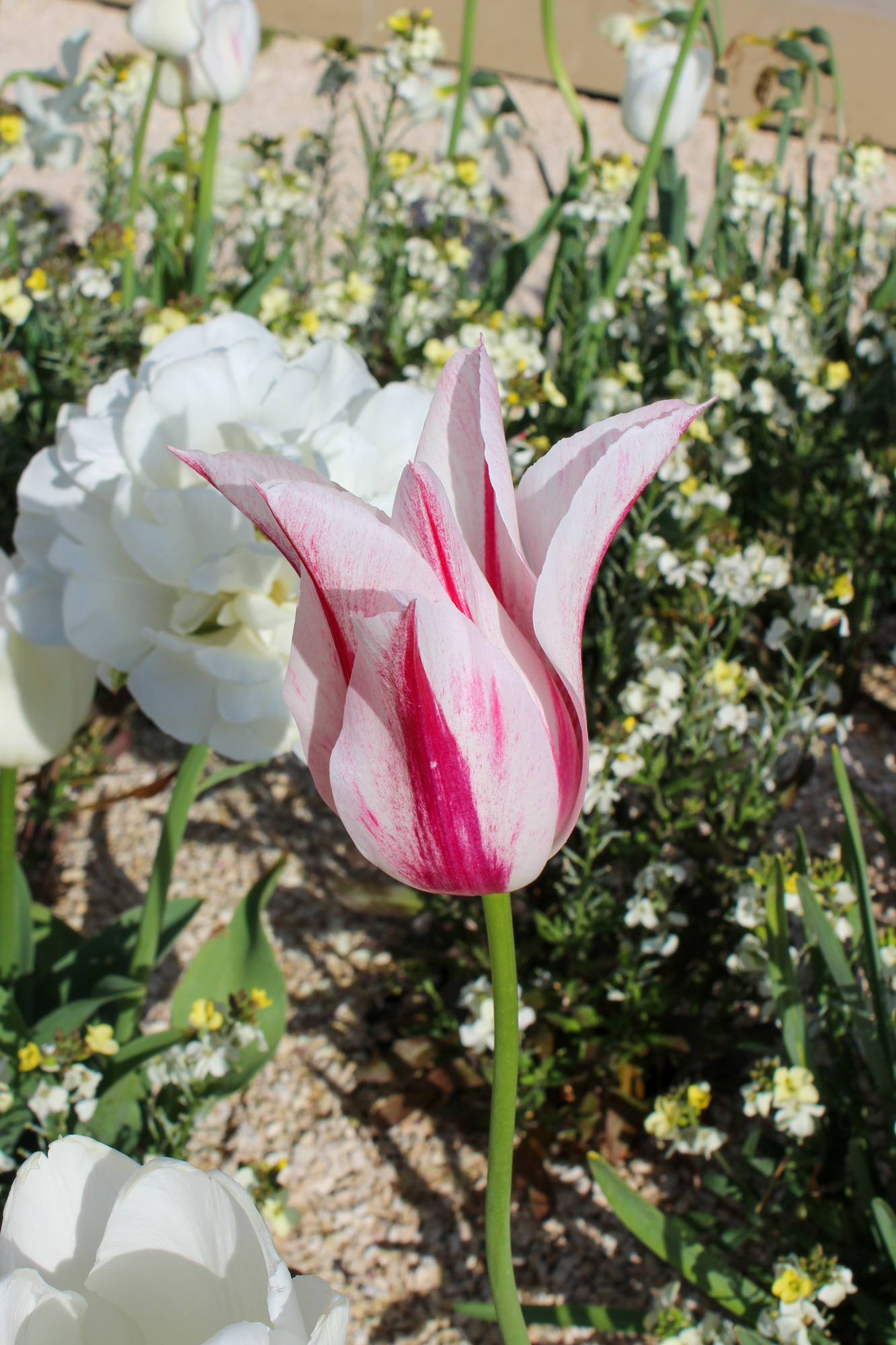 Lilienblütige Tulpen Marylin