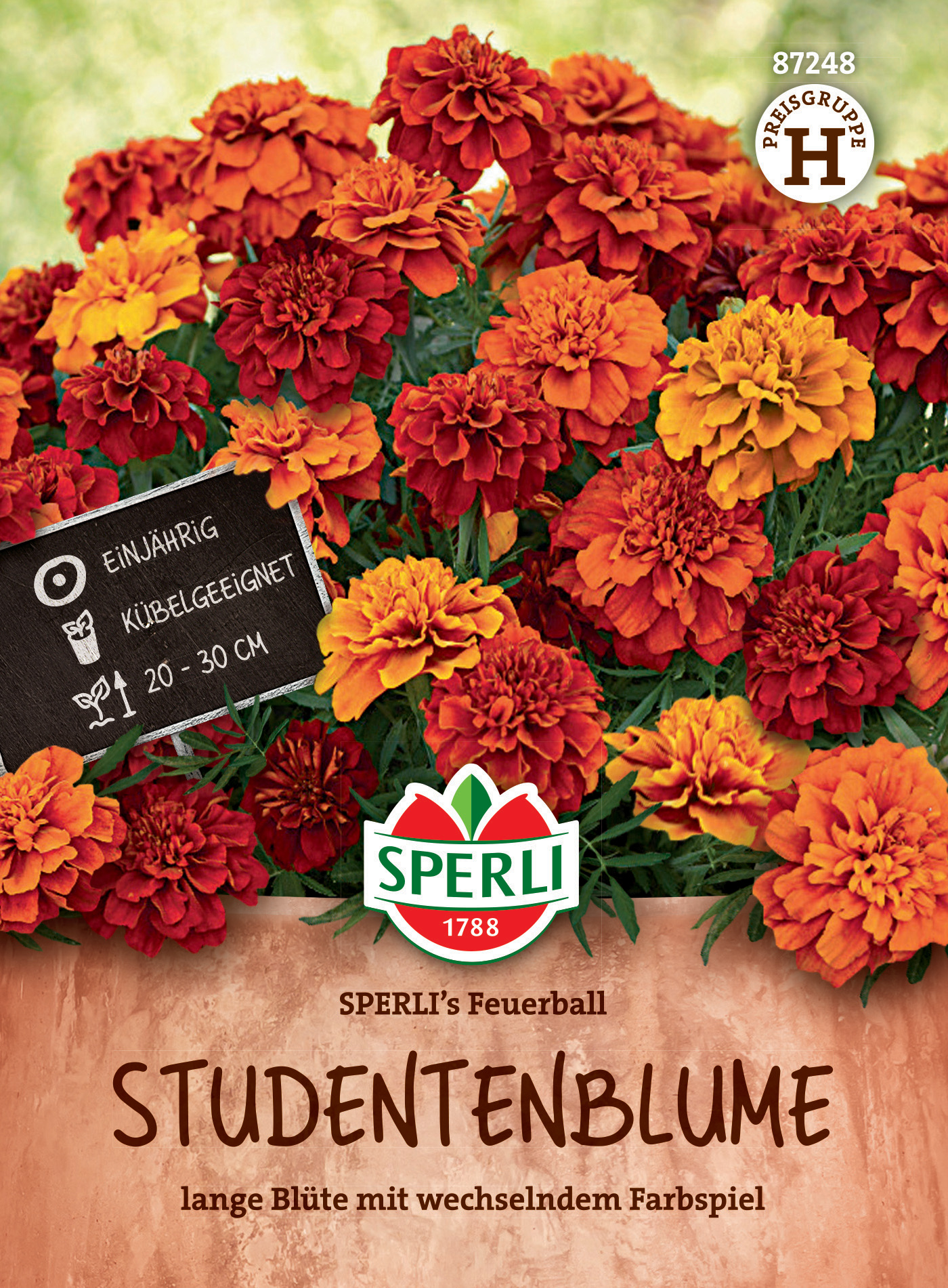 Studentenblume SPERLI's Feuerball