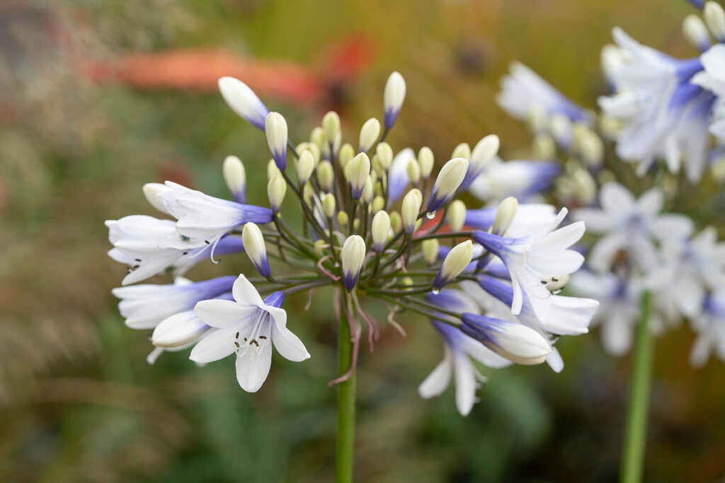 Agapanthus Twister