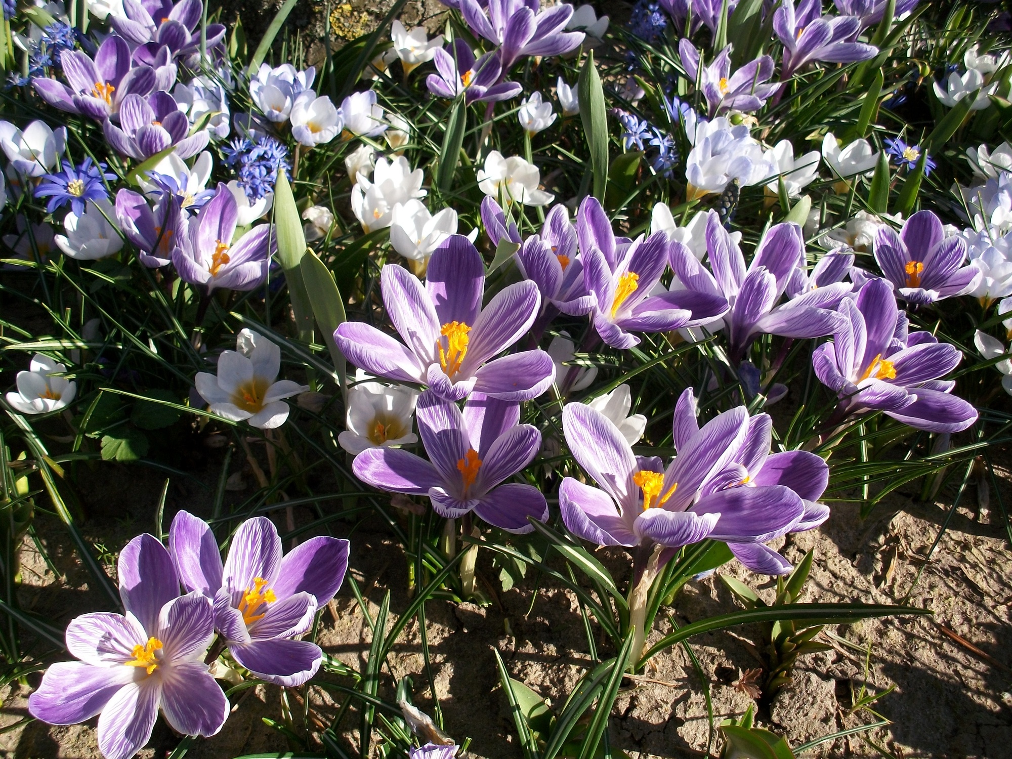 Crocus vernus Pickwick