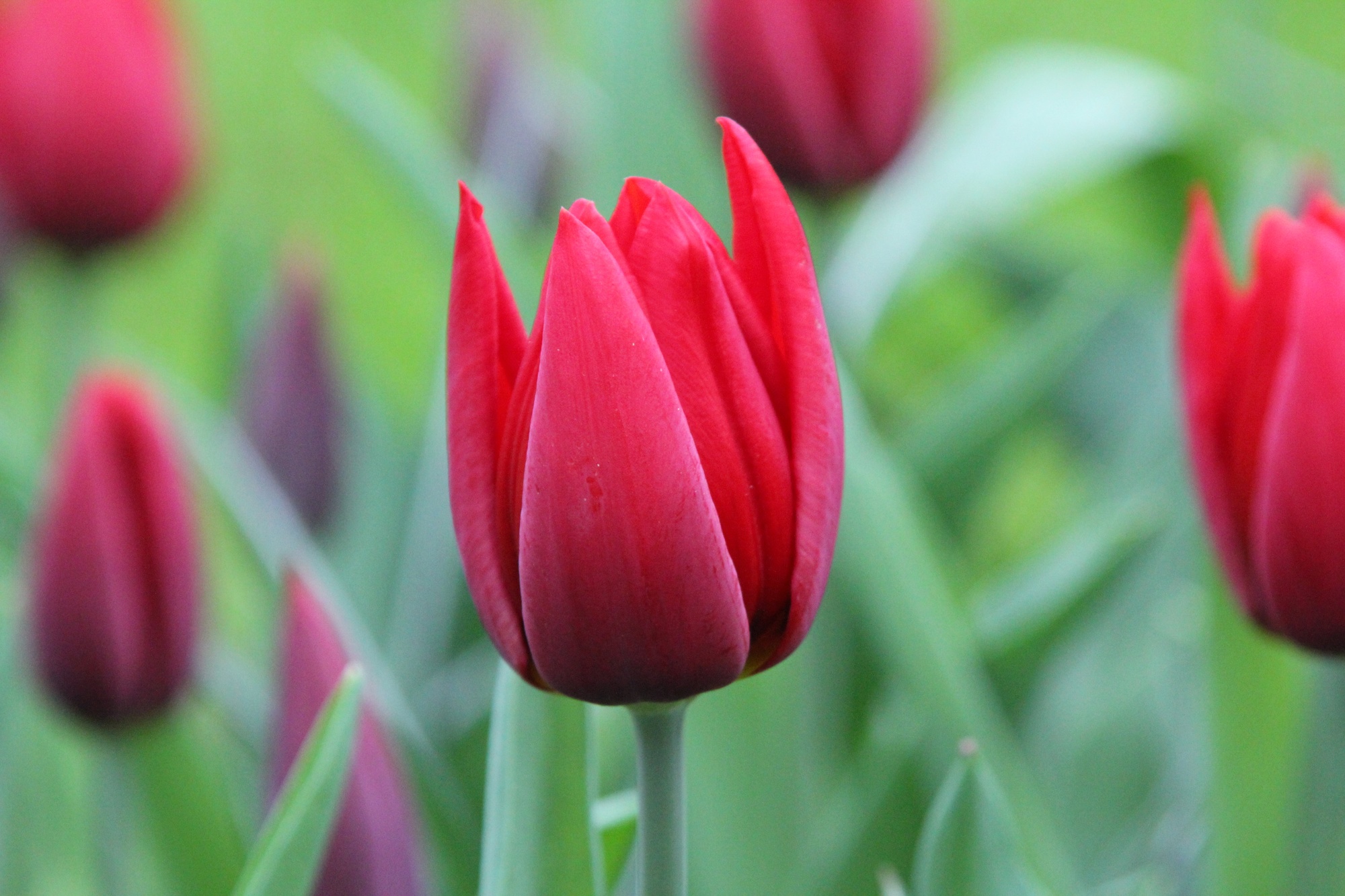 Triumph-Tulpen Cassini