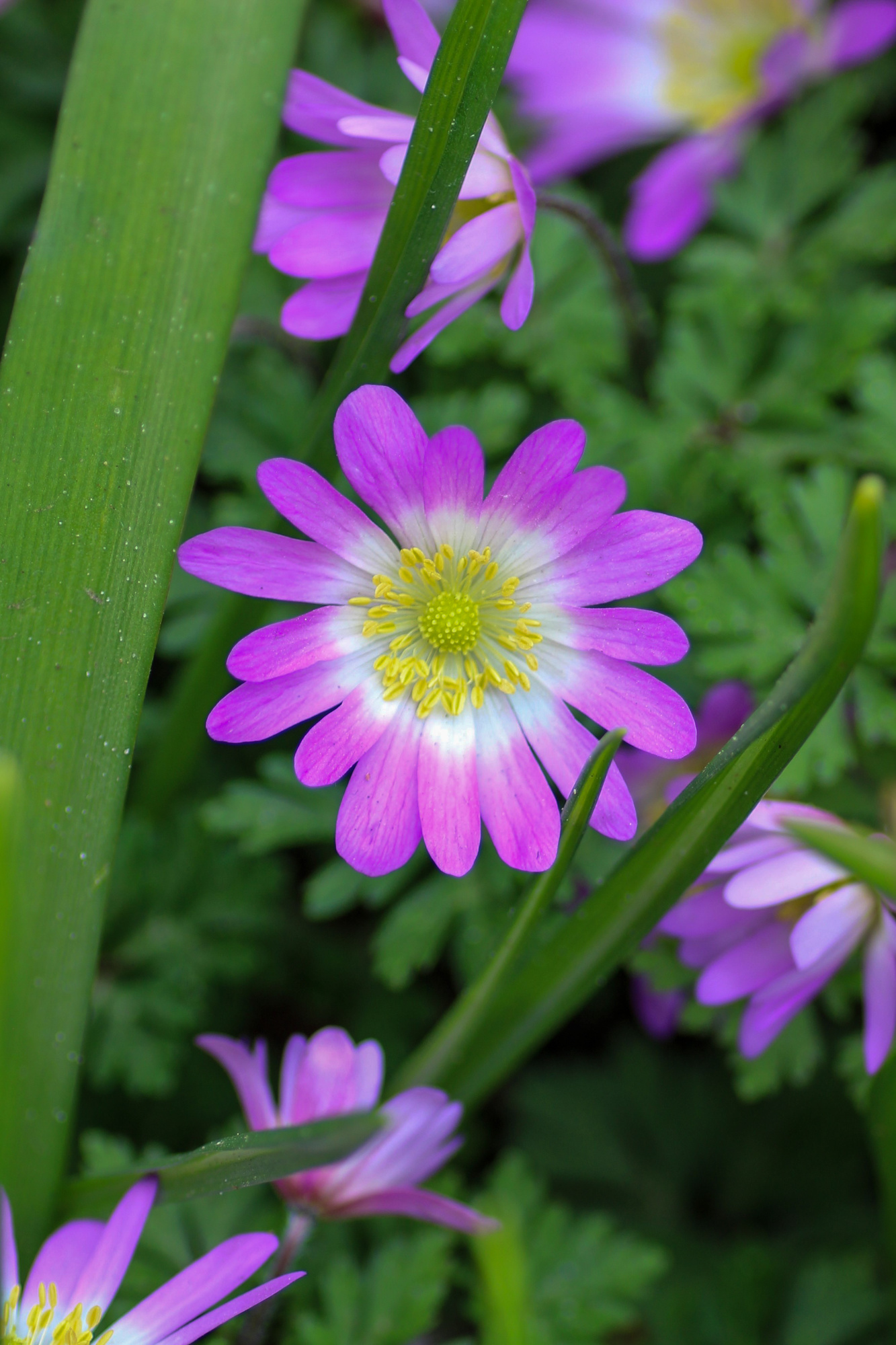 Anemone blanda Charmer