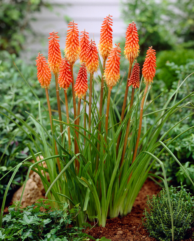 Kniphofia-Hybride Amazing Fun