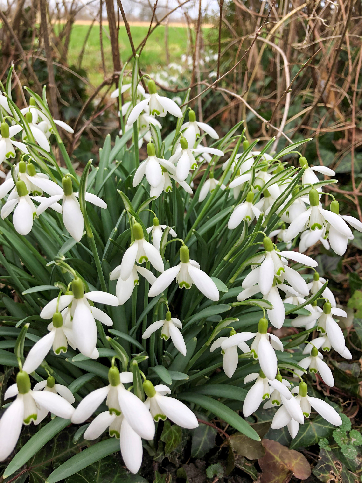 Galanthus nivalis