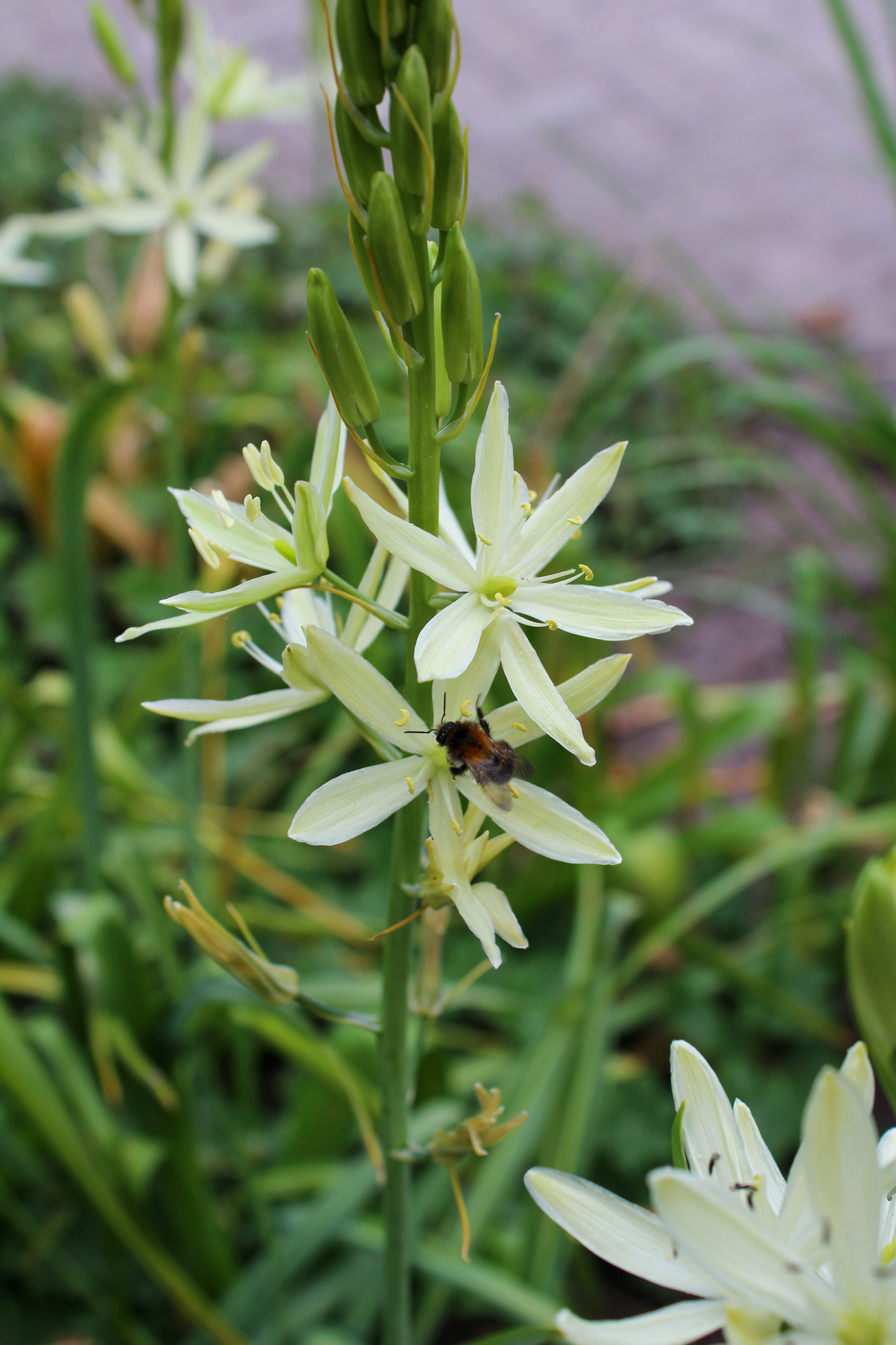 Camassia leichtlinii Alba