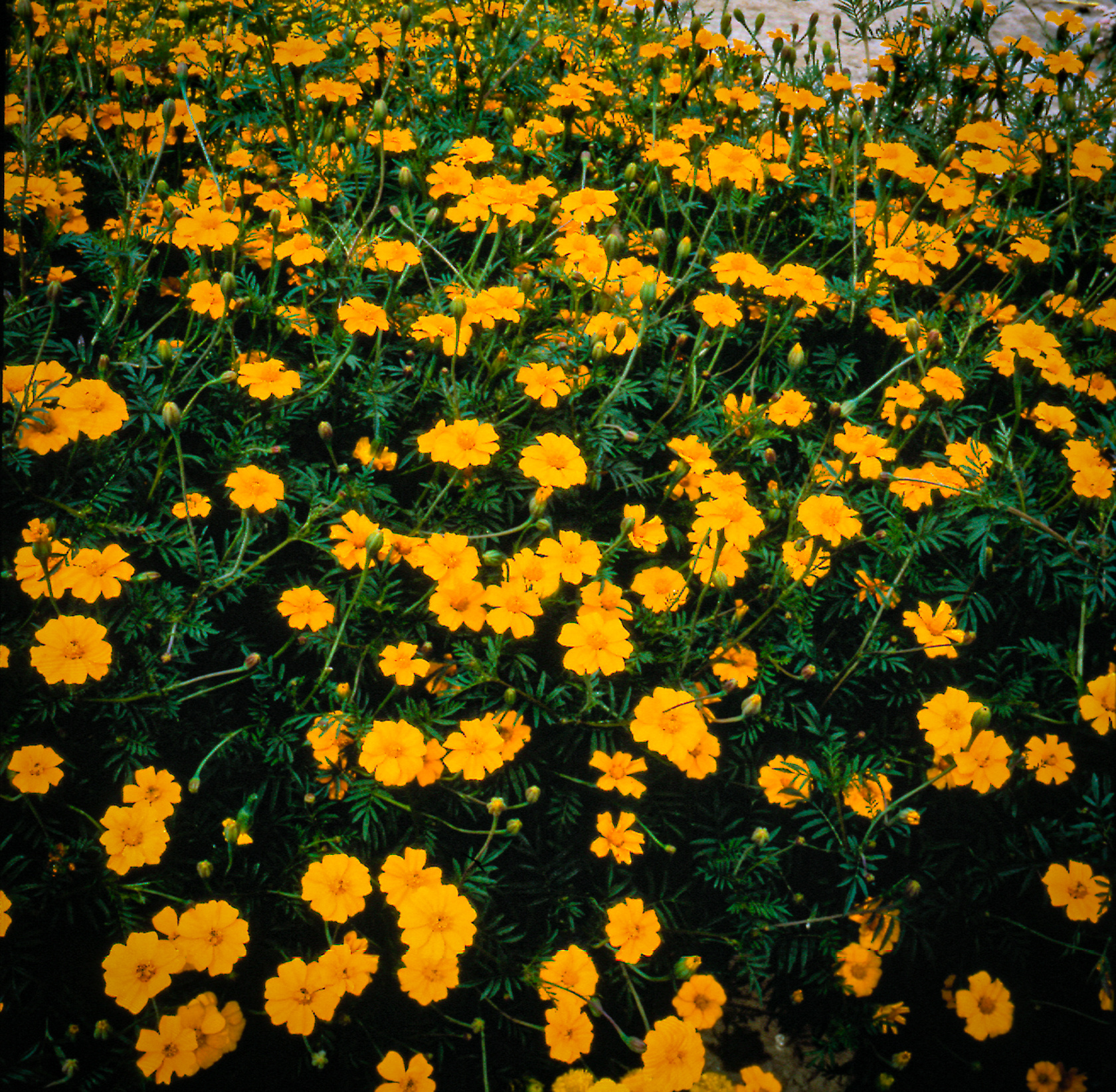 Tagetes patula Single Gold