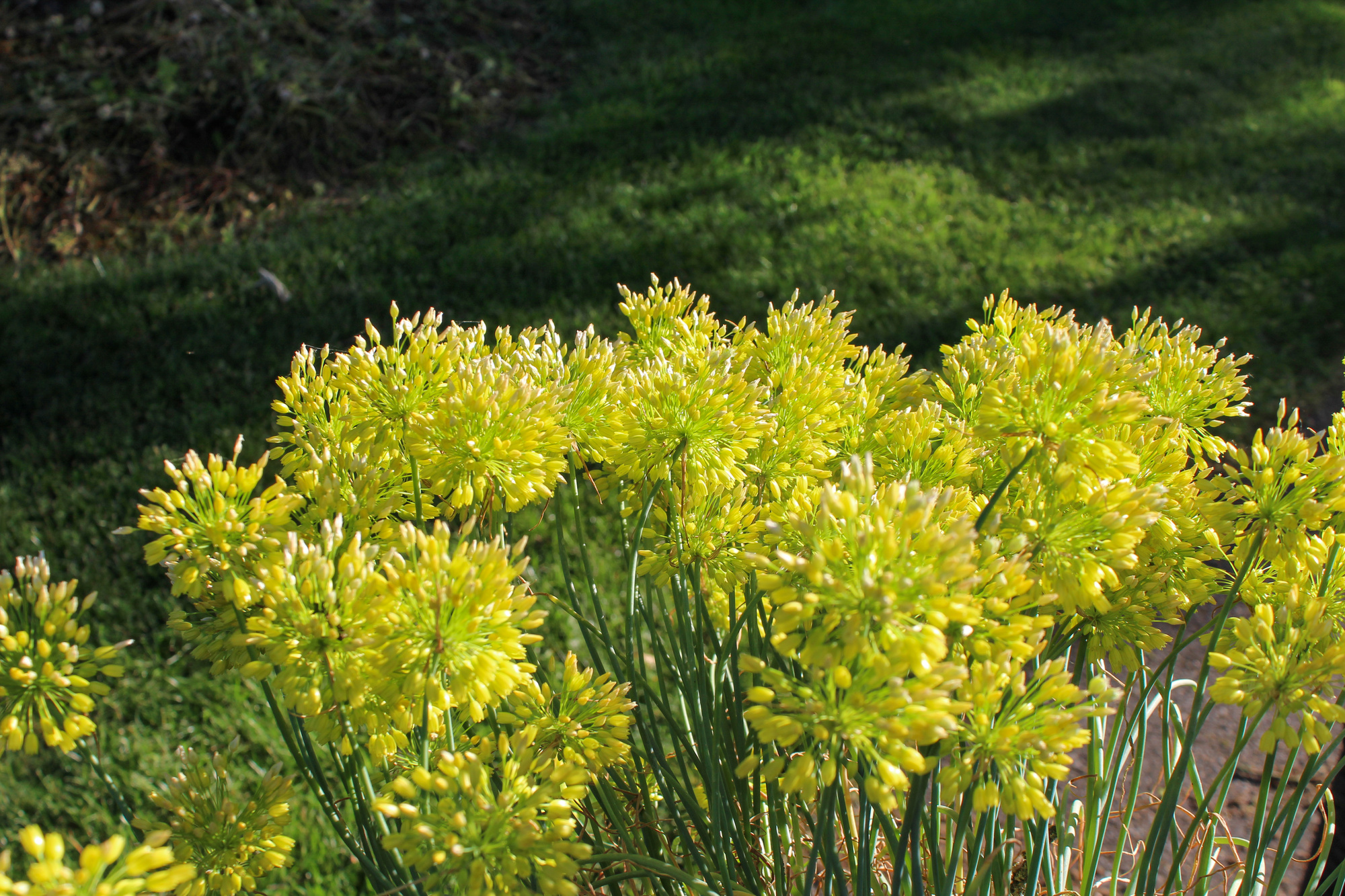 Allium chloranthum Yellow Fantasy